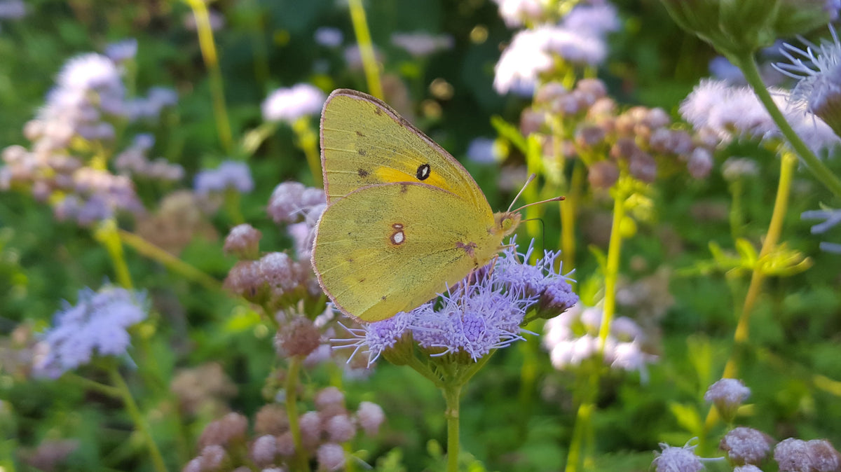 Create a Wildlife Habitat
