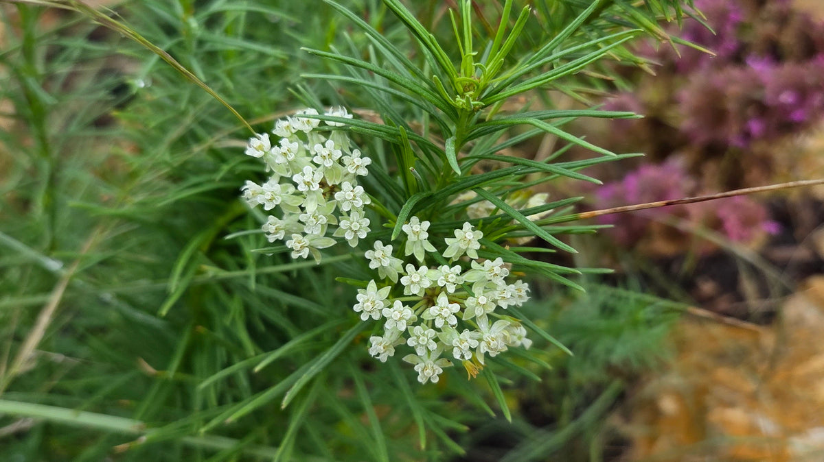 The Host with the Most: Plants That Attract Butterflies and Moths