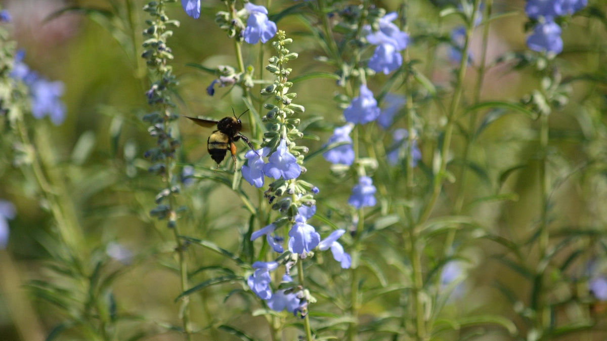 Native Plants for Cross Timbers Dry, Well-Draining Soils