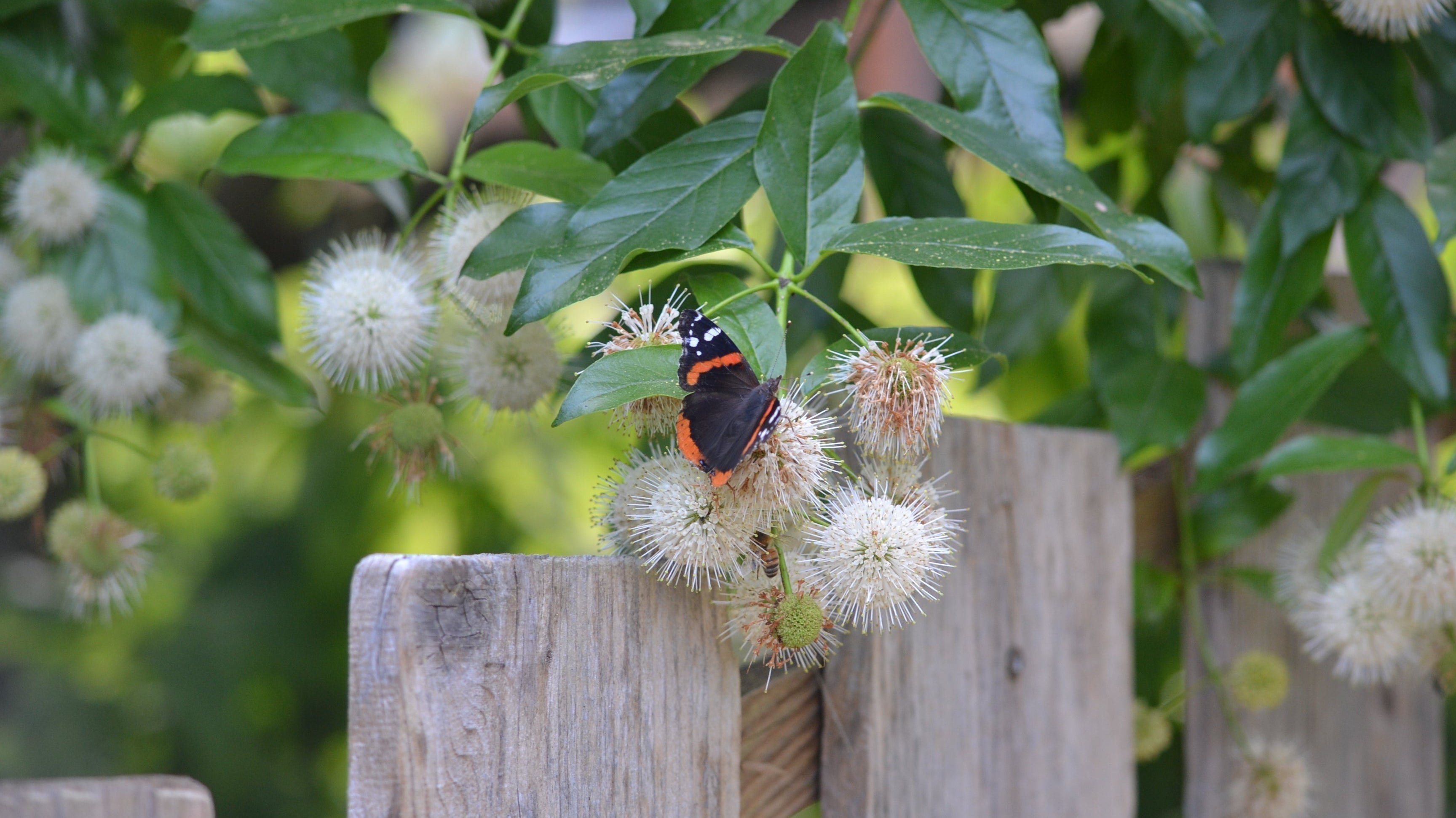 The Magical Beauty of Buttonbush