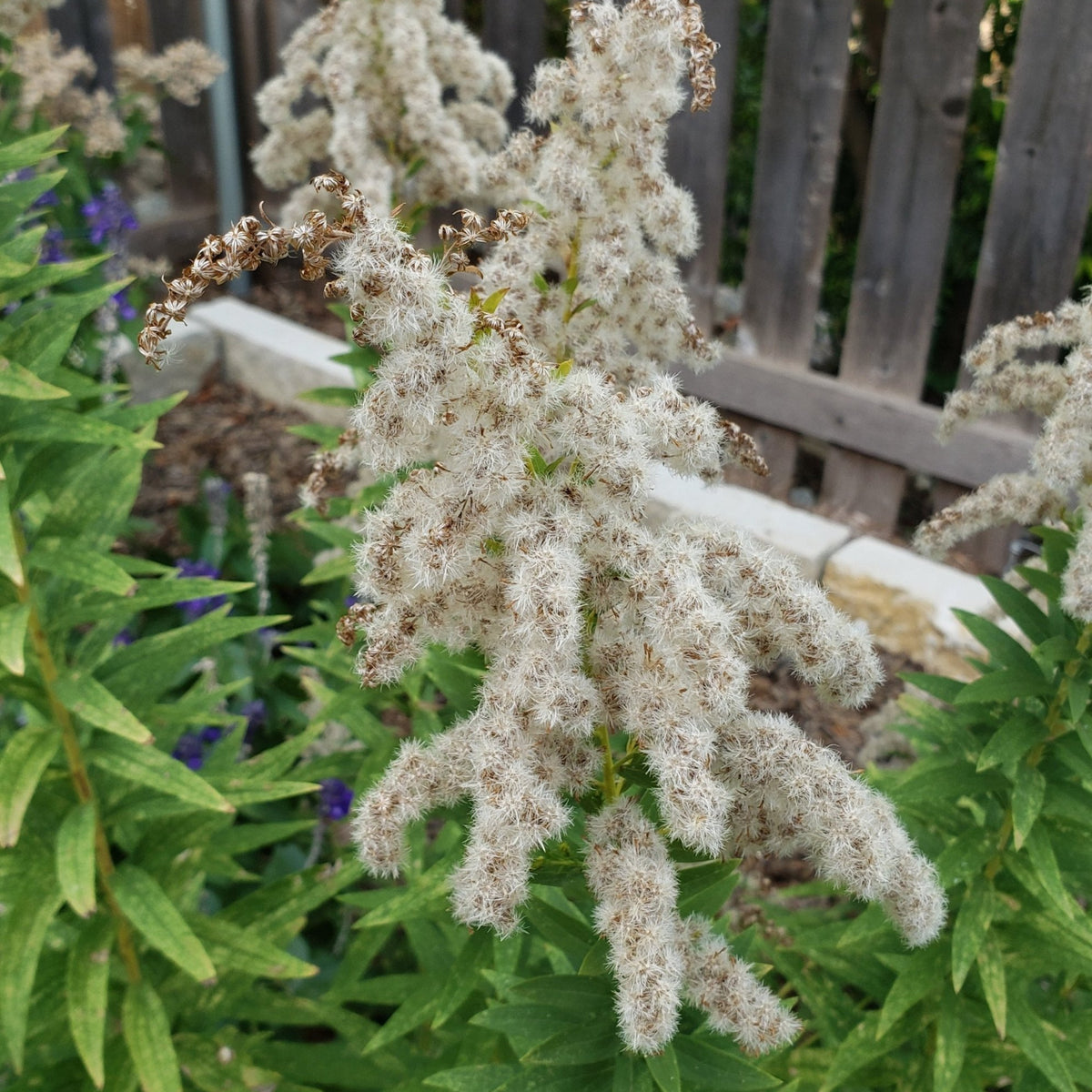 Solidago altissima (Tall Goldenrod)