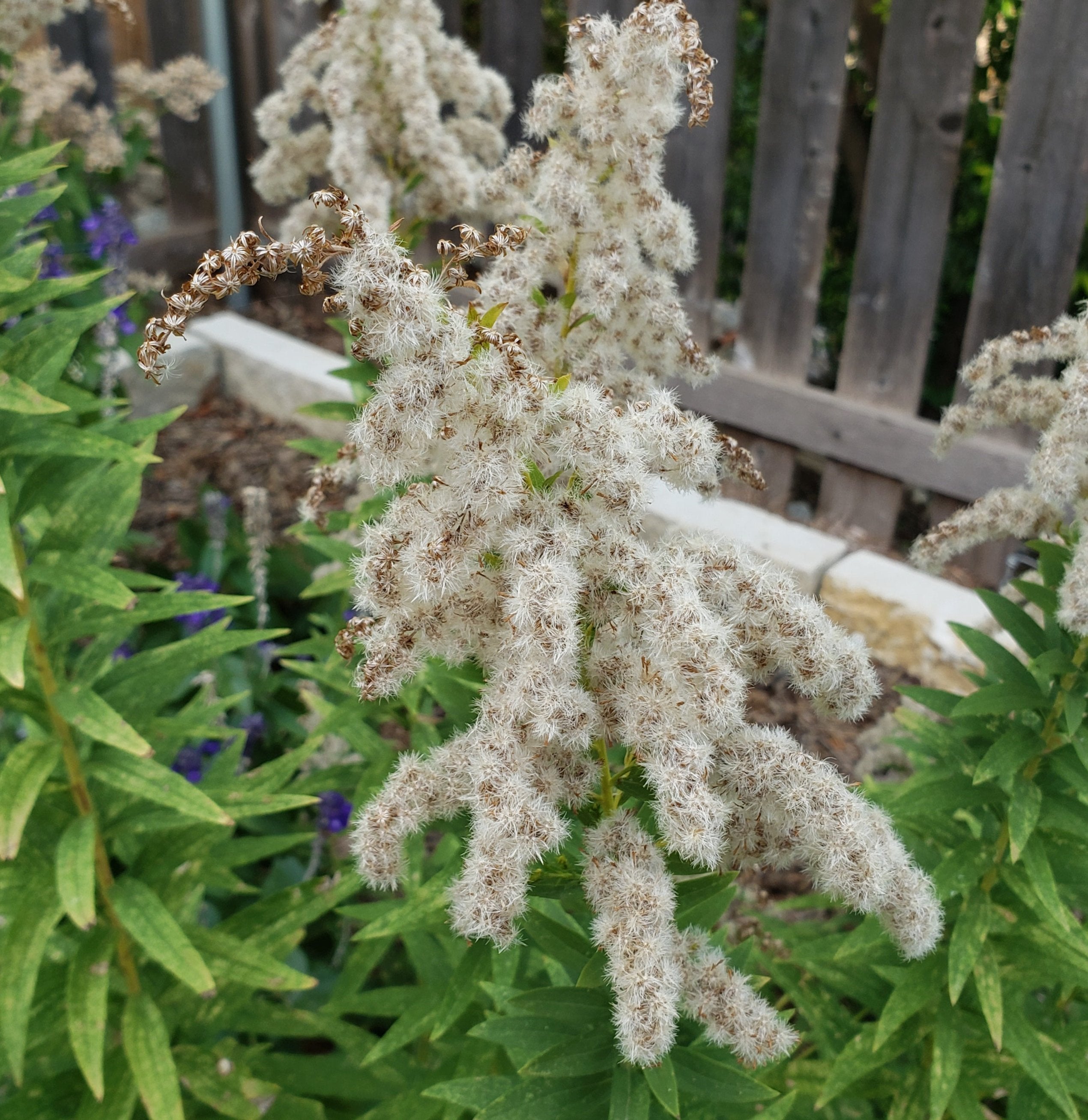 Solidago altissima (Tall Goldenrod)