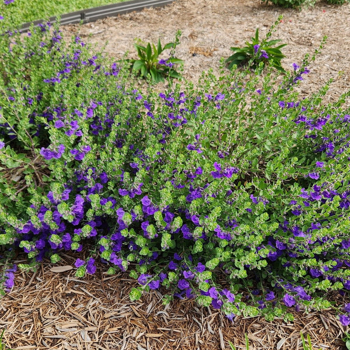 Scutellaria wrightii (Purple Skullcap)