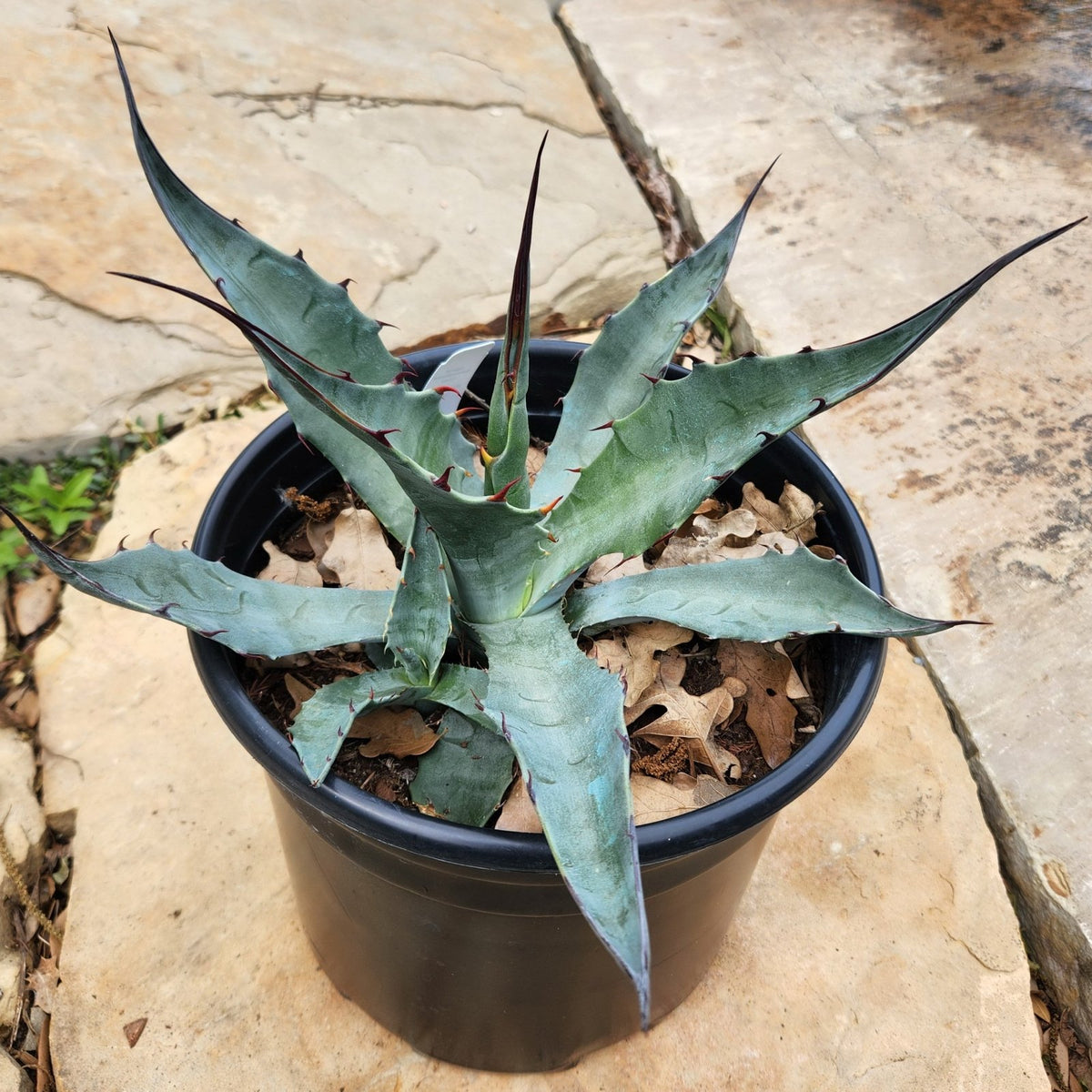 Agave havardiana (Havard's Agave)