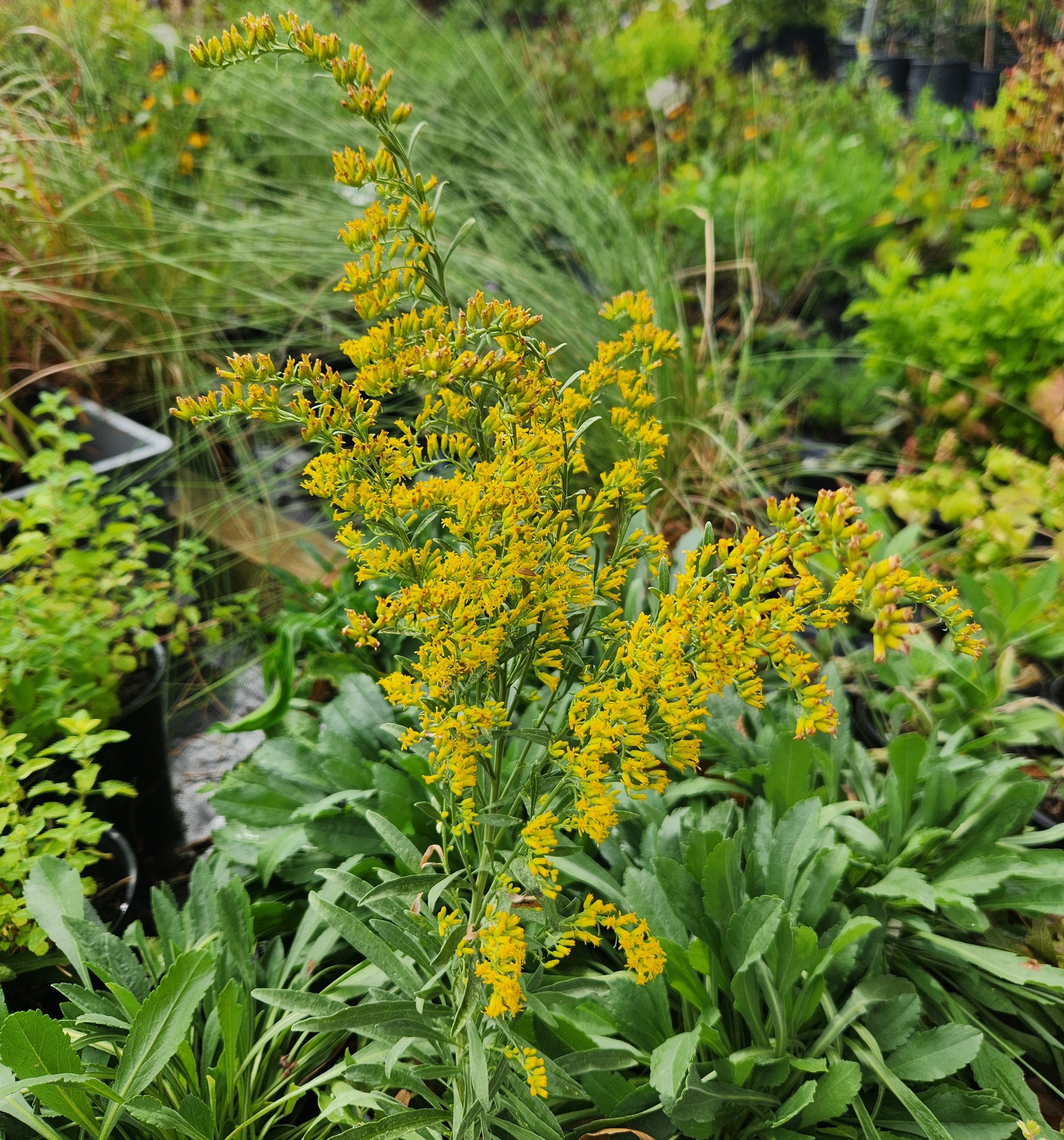 Solidago nemoralis (Gray Goldenrod)