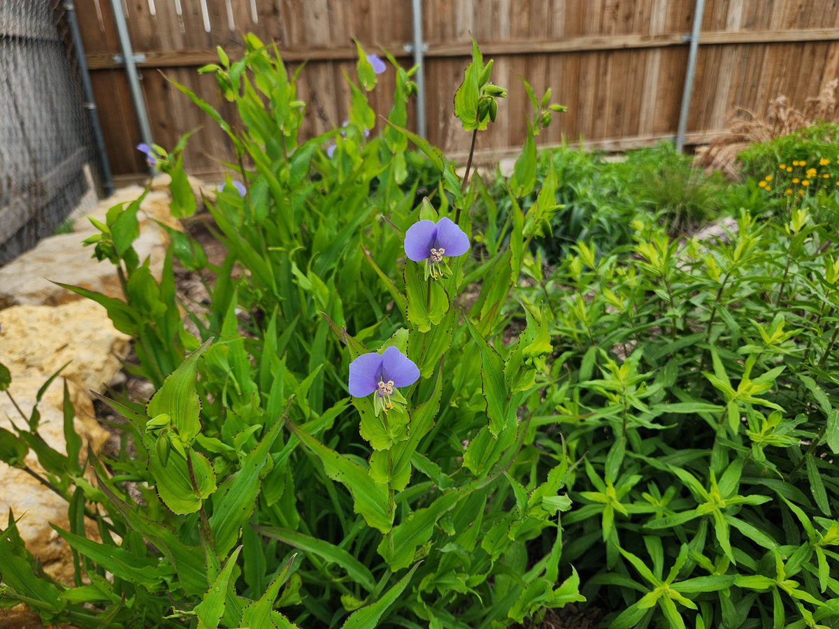  Carniflore Tammie マンイーターフラワー 2024-03-3109.53.40_1200x1200.