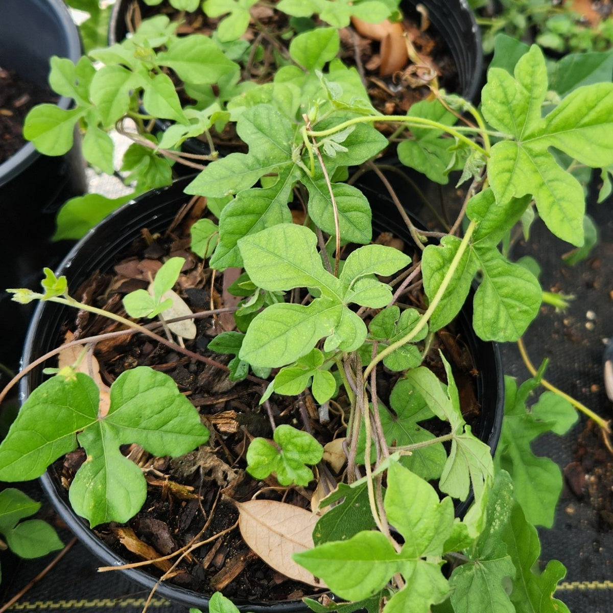 Ipomoea lindheimeri (Lindheimer's Morning-glory)