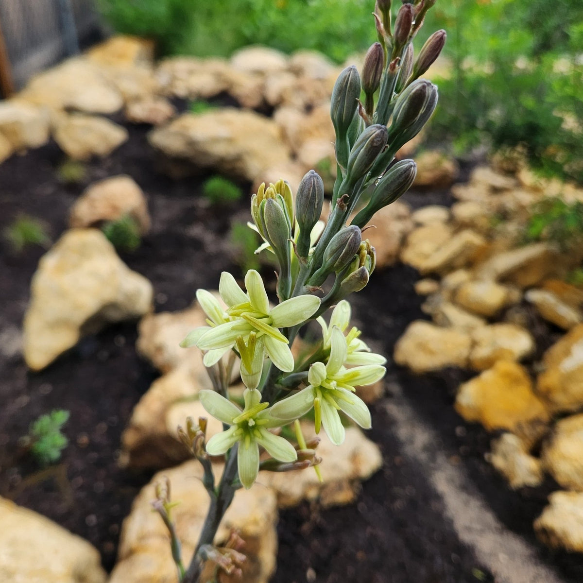 Manfreda maculosa (Texas Tuberose)
