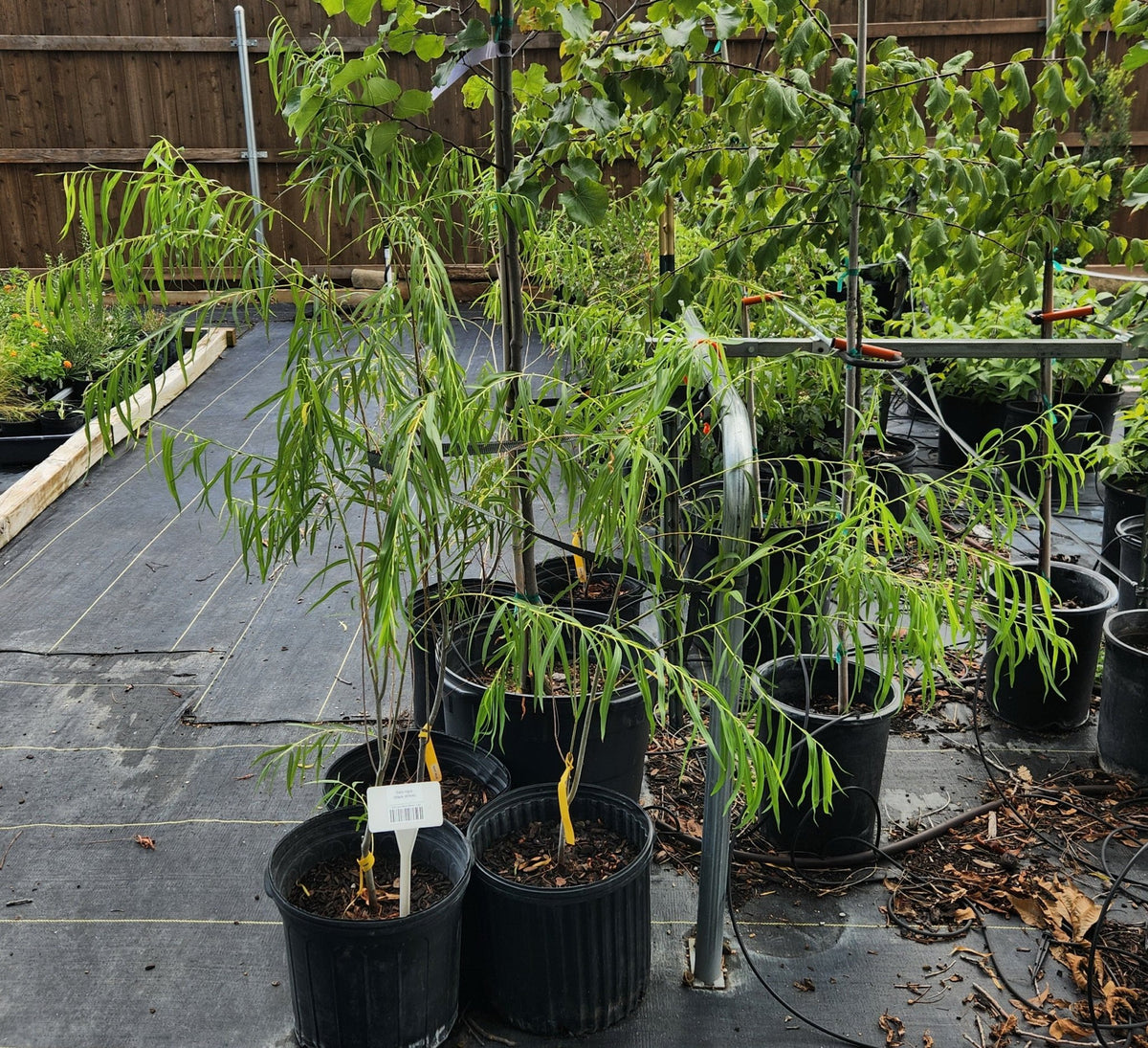 Salix nigra (Black Willow)
