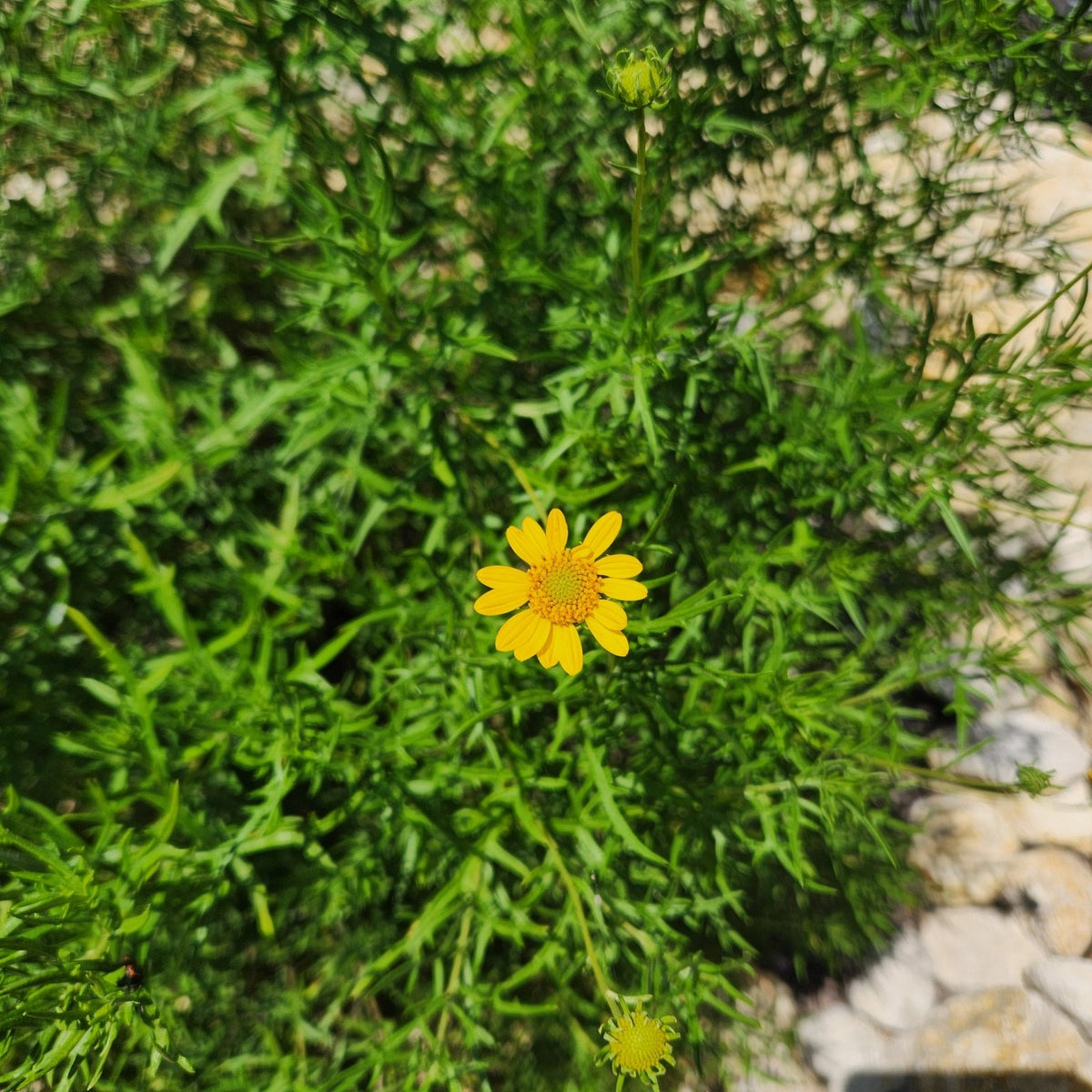 Sidneya tenuifolia (Skeleton-leaf Goldeneye)