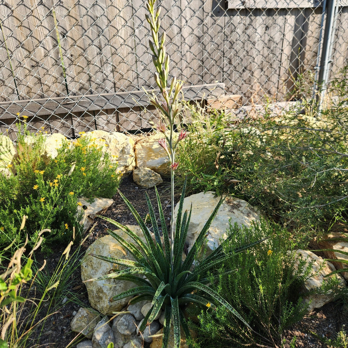 Manfreda maculosa (Texas Tuberose)