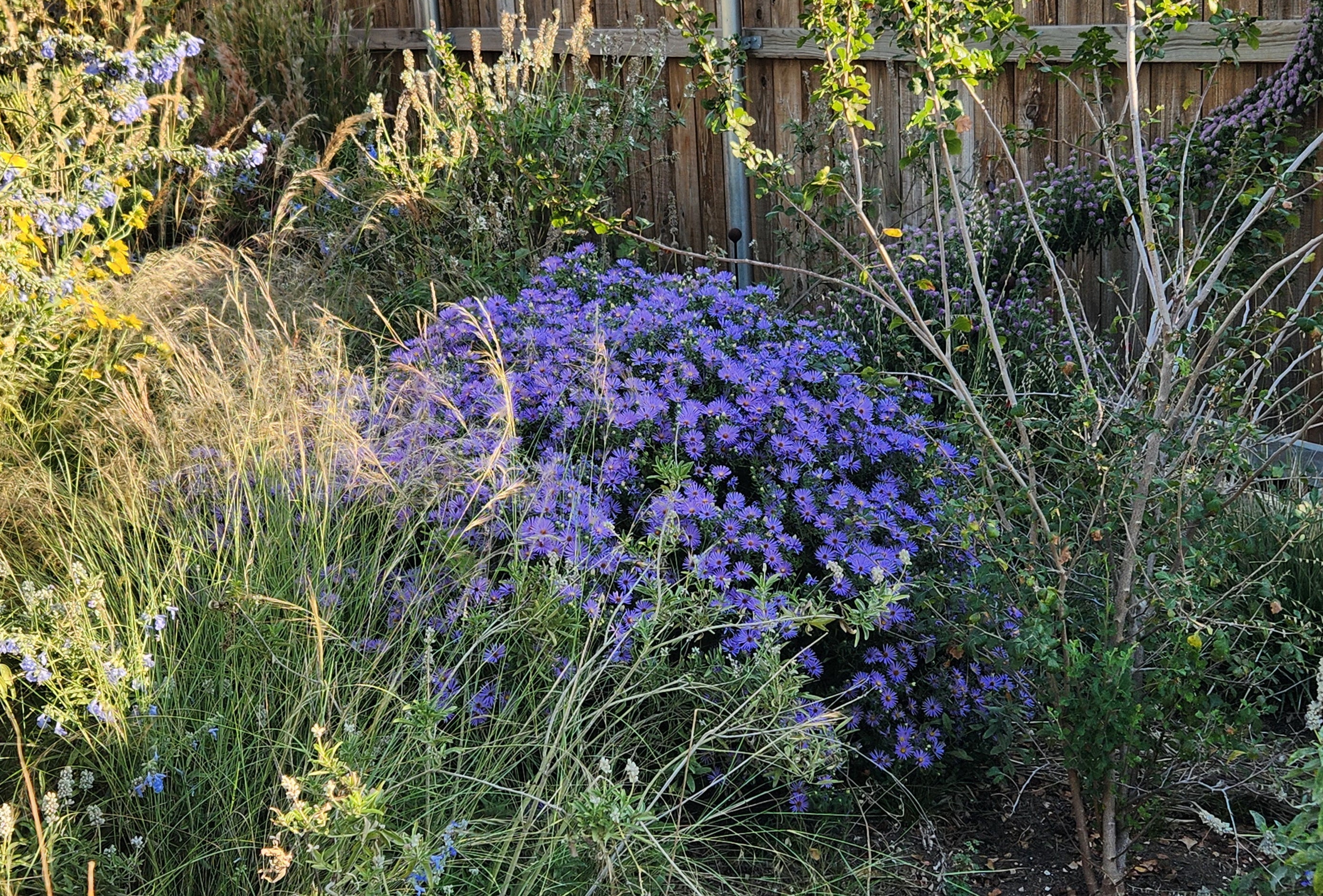 Symphyotrichum oblongifolium sp. (Fall Aster)