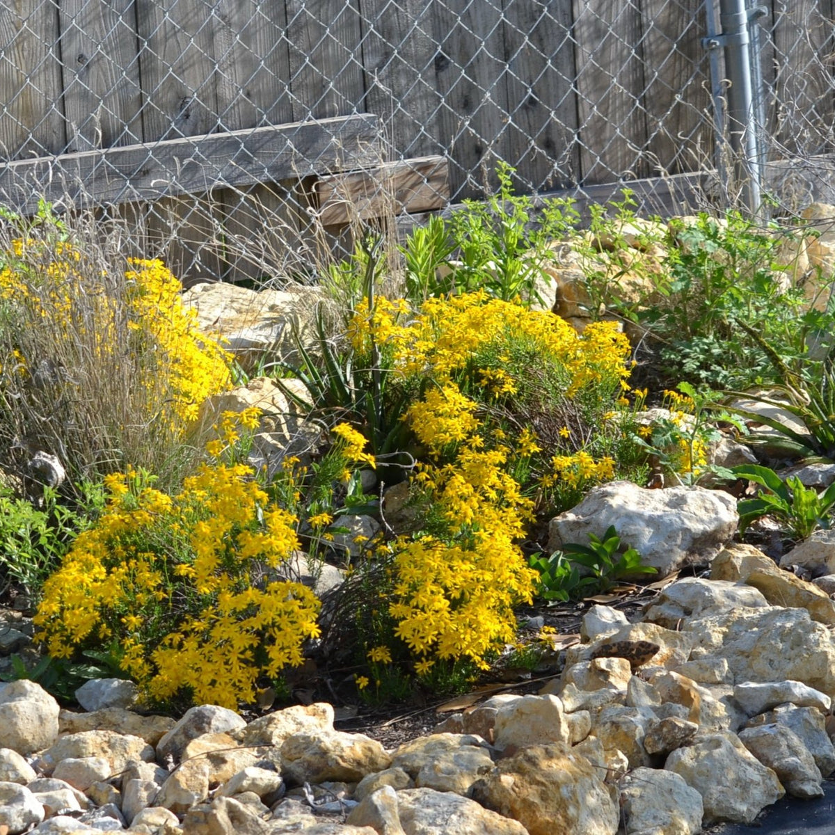 Chrysactinia mexicana (Damianita)