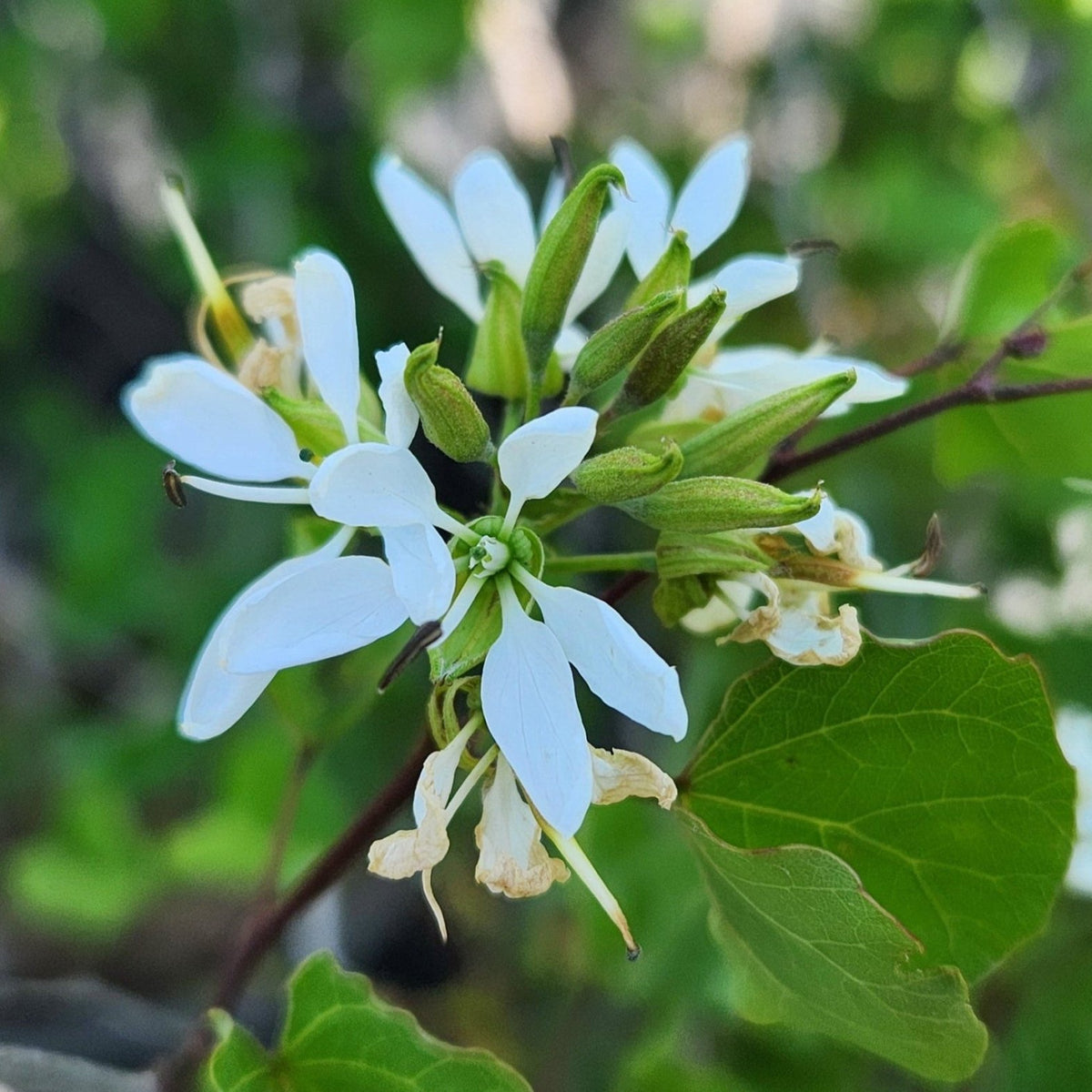 Bauhinia lunarioides (Anacacho Orchid Tree)