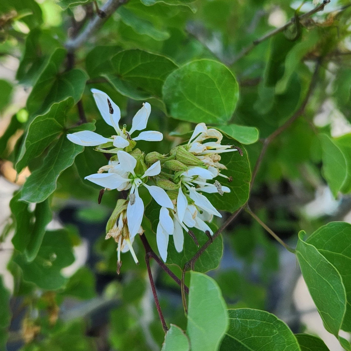 Bauhinia lunarioides (Anacacho Orchid Tree)