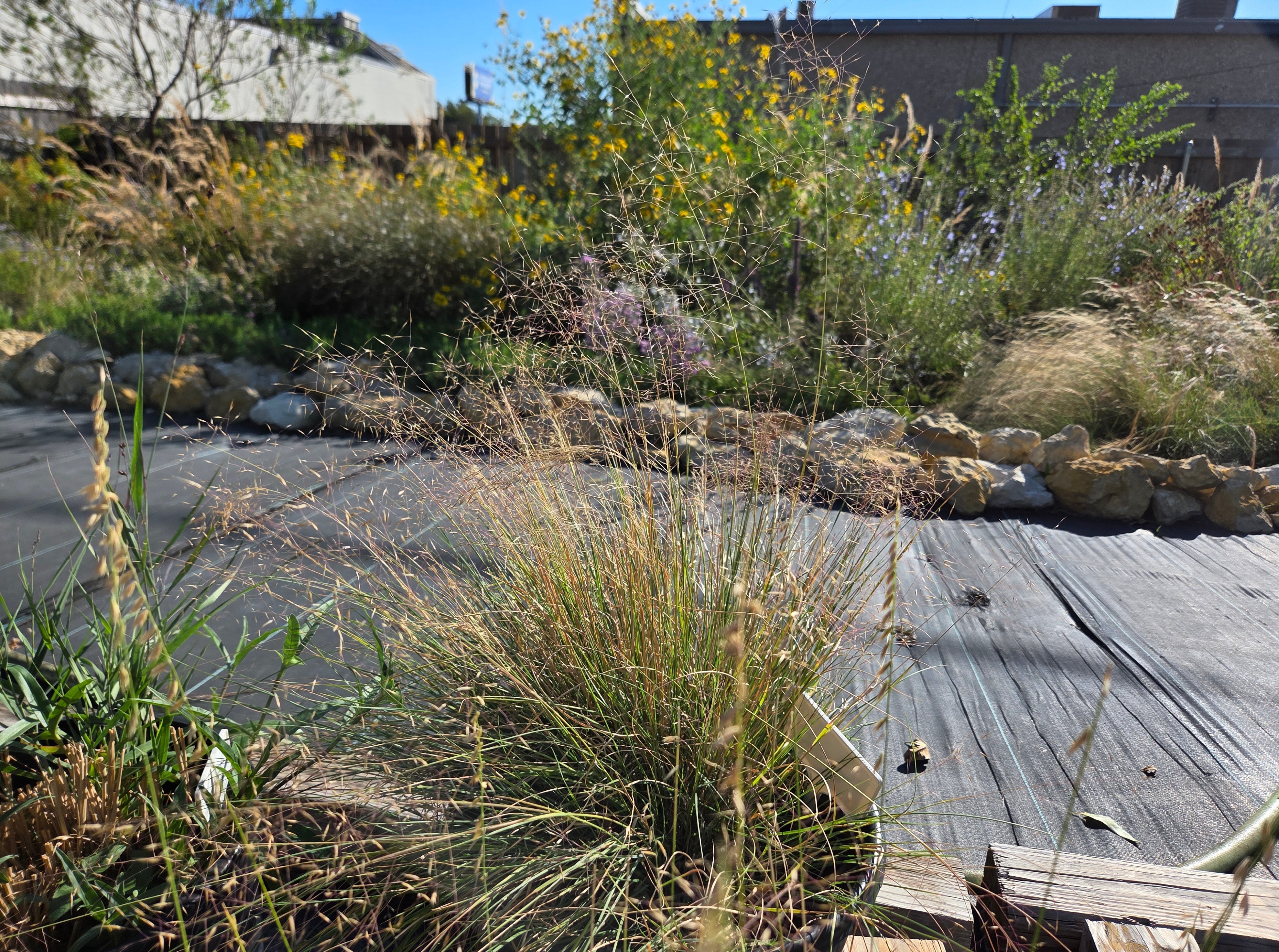 Muhlenbergia reverchonii (Seep Muhly)