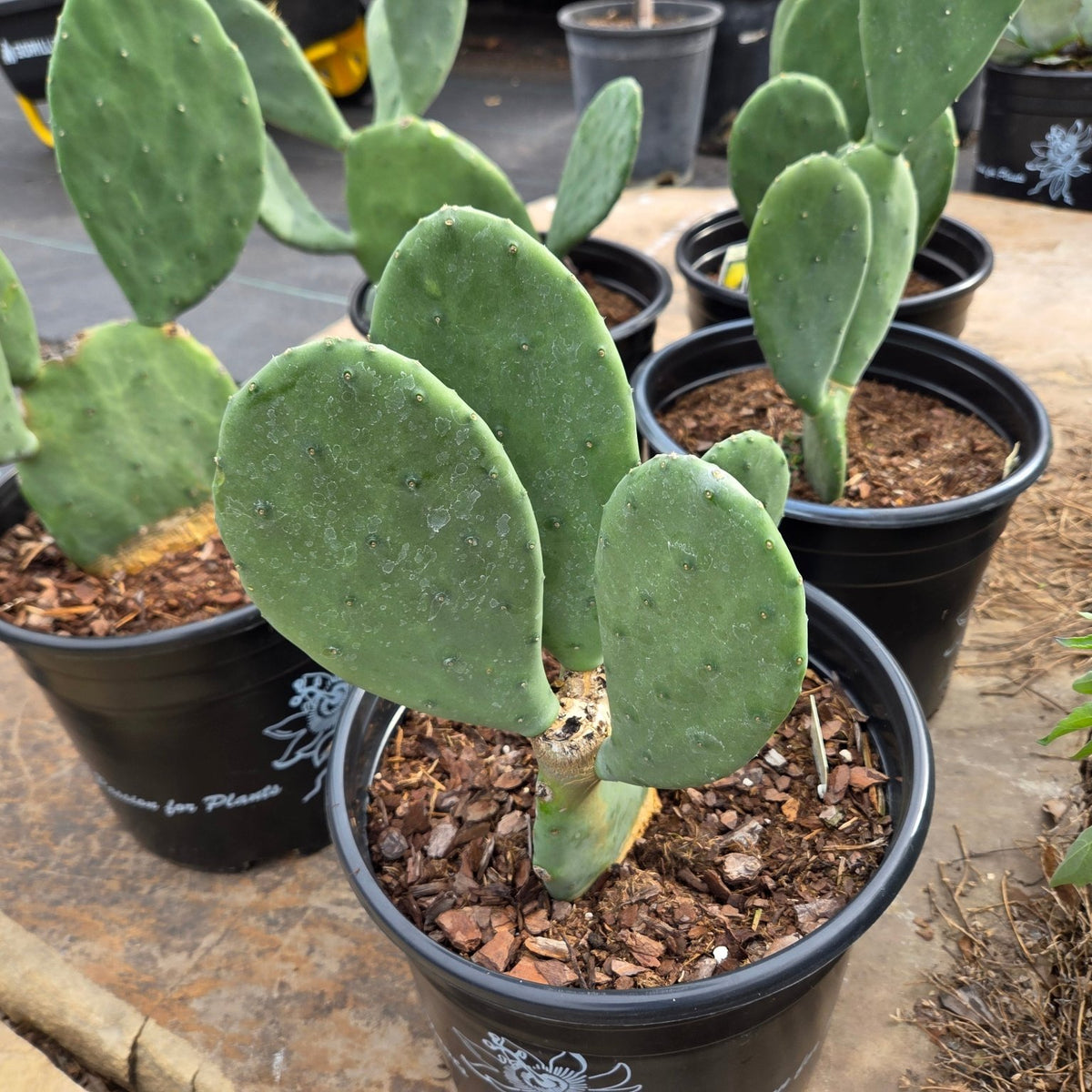Opuntia ellisiana (Spineless Prickly Pear)