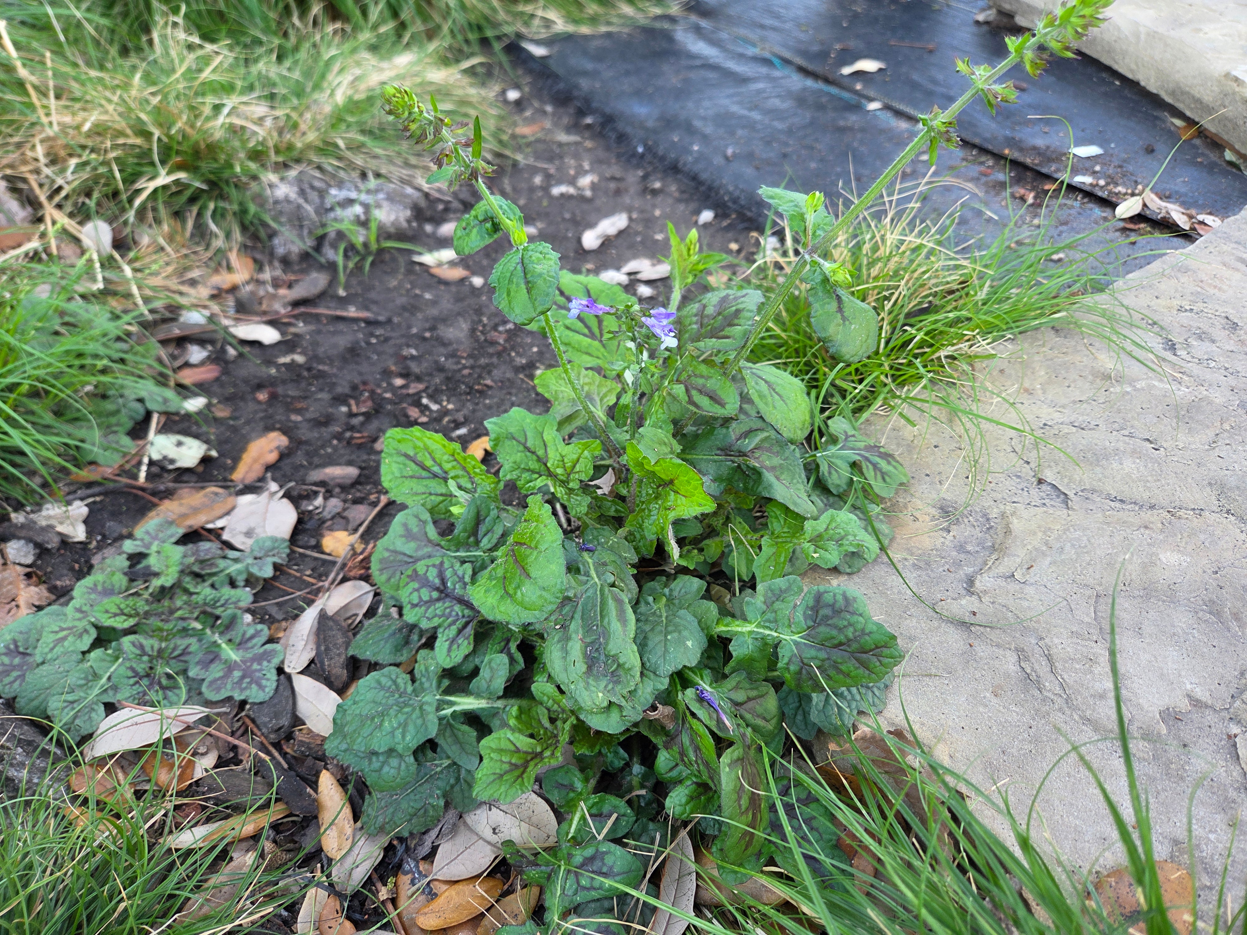 Salvia lyrata (Lyreleaf Sage)