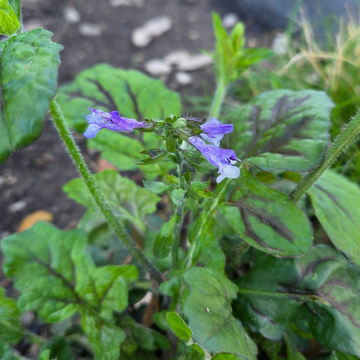 Salvia lyrata (Lyreleaf Sage)