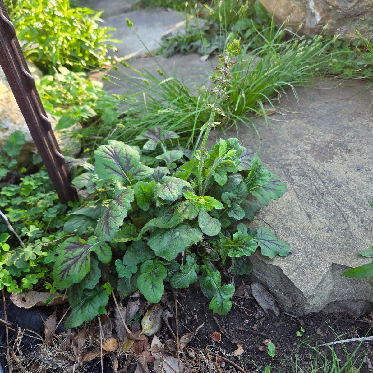Salvia lyrata (Lyreleaf Sage)
