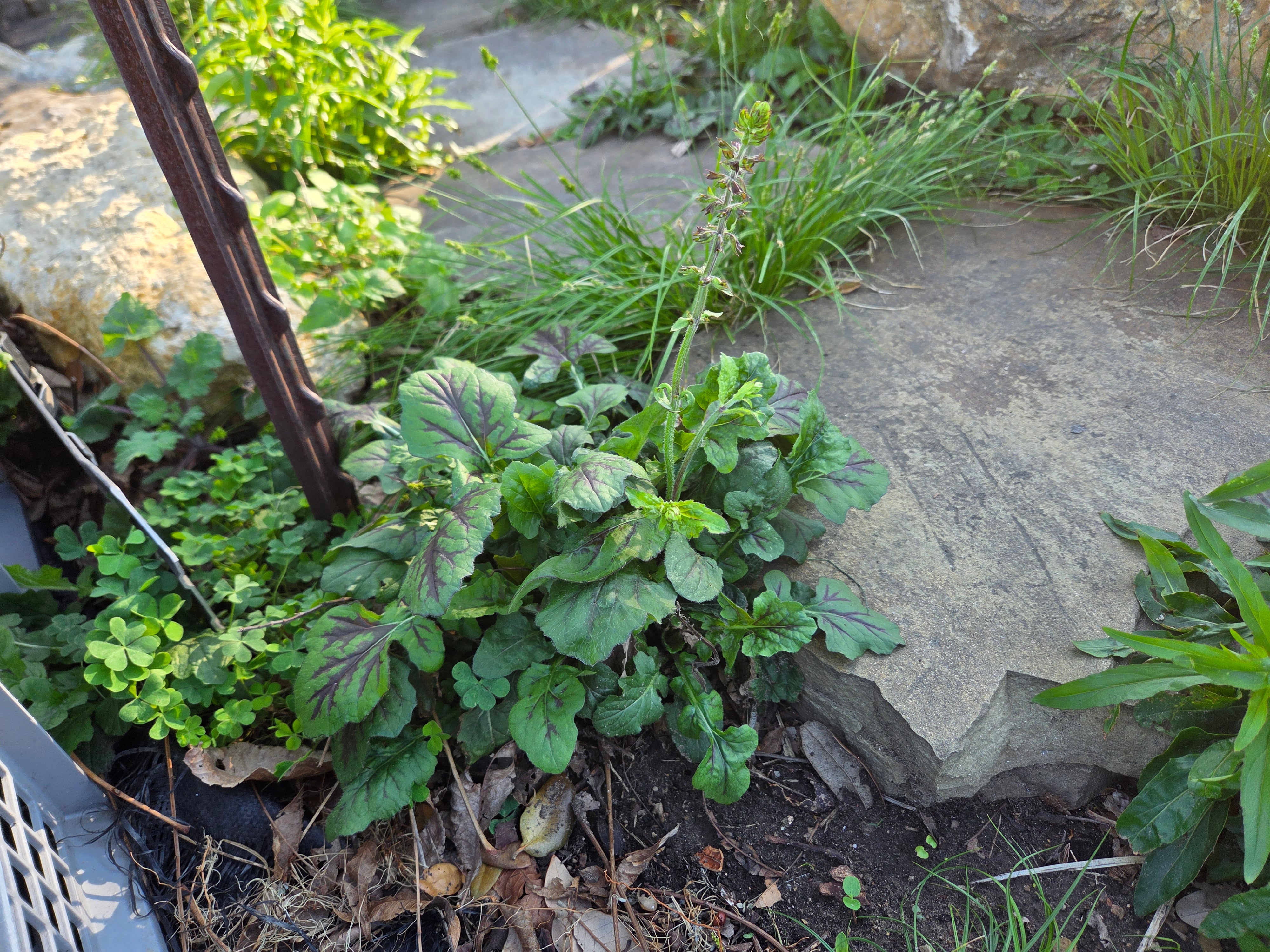 Salvia lyrata (Lyreleaf Sage)