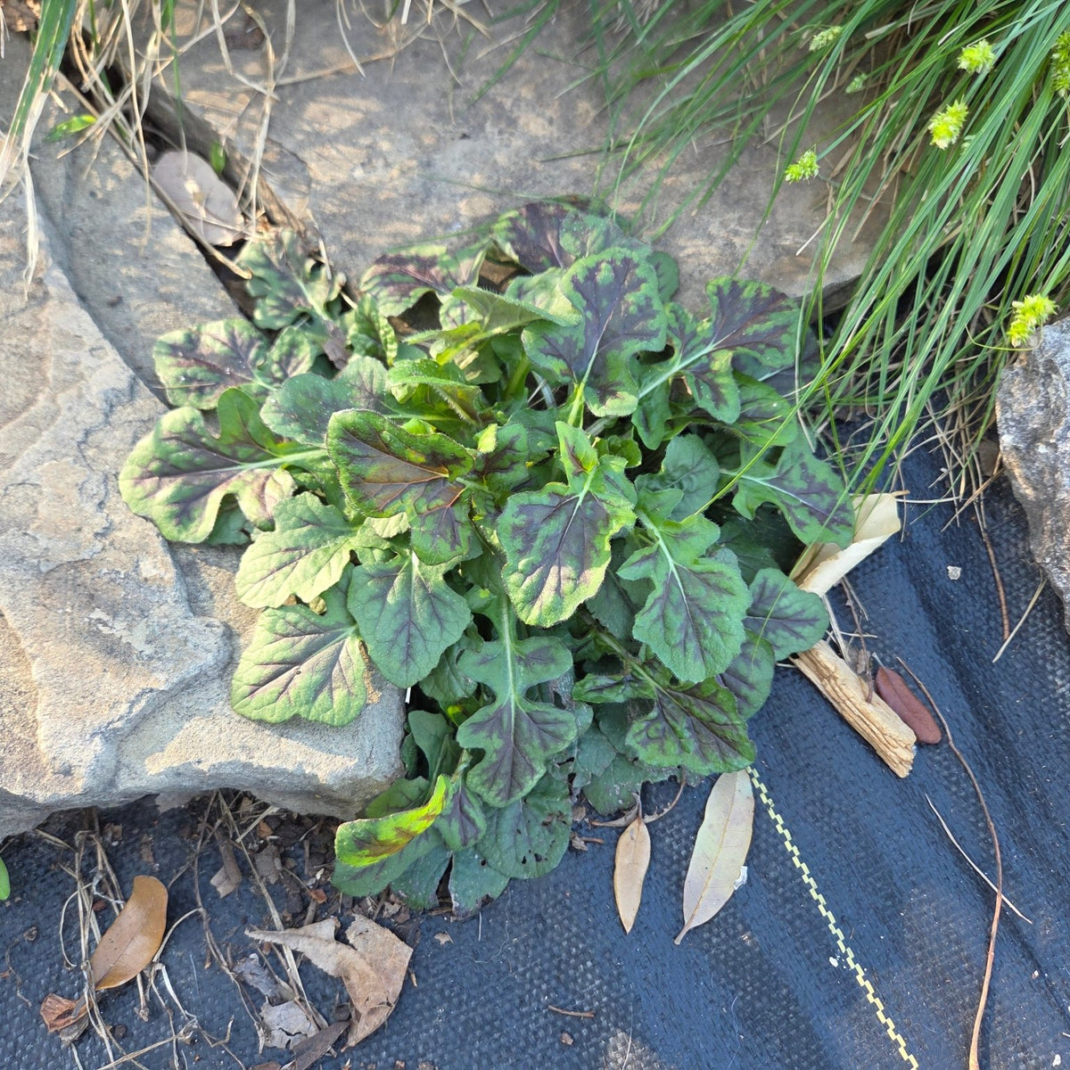 Salvia lyrata (Lyreleaf Sage)