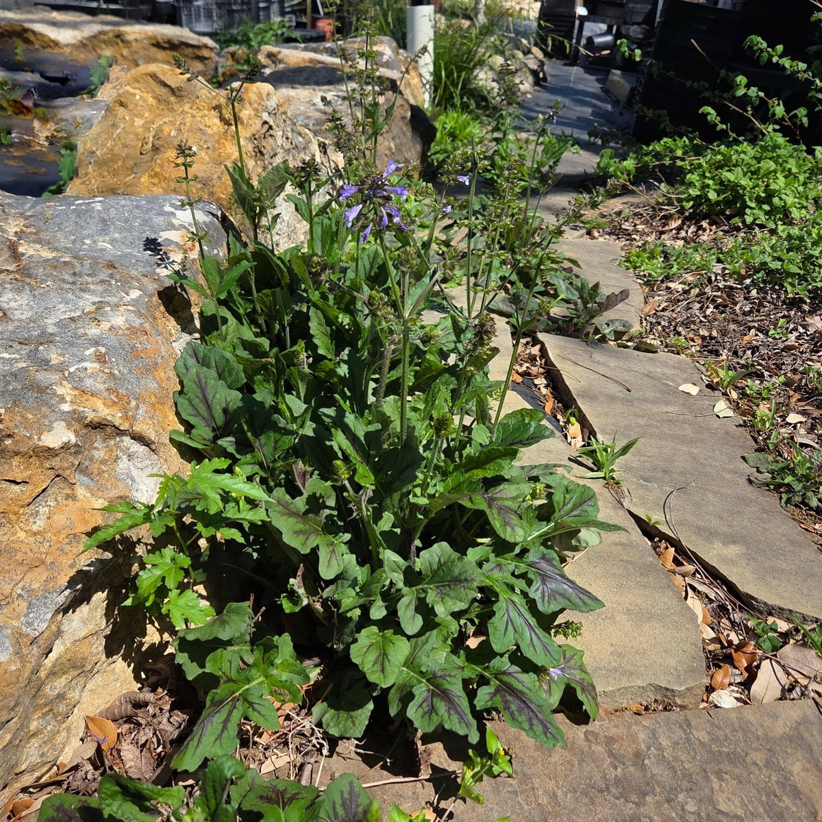 Salvia lyrata (Lyreleaf Sage)