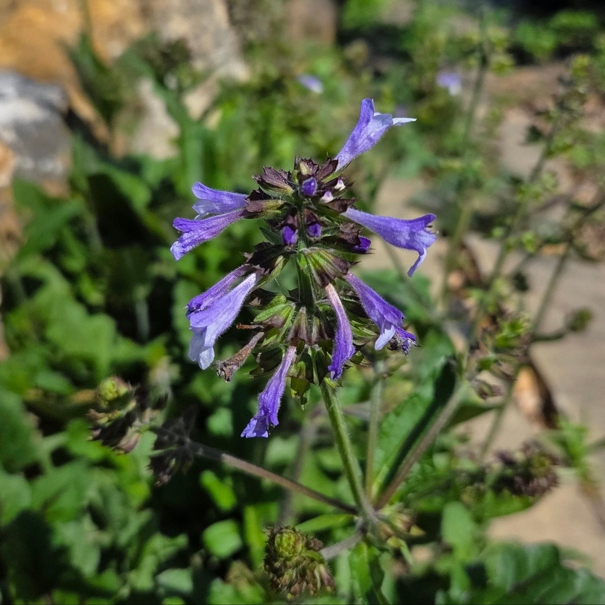 Salvia lyrata (Lyreleaf Sage)