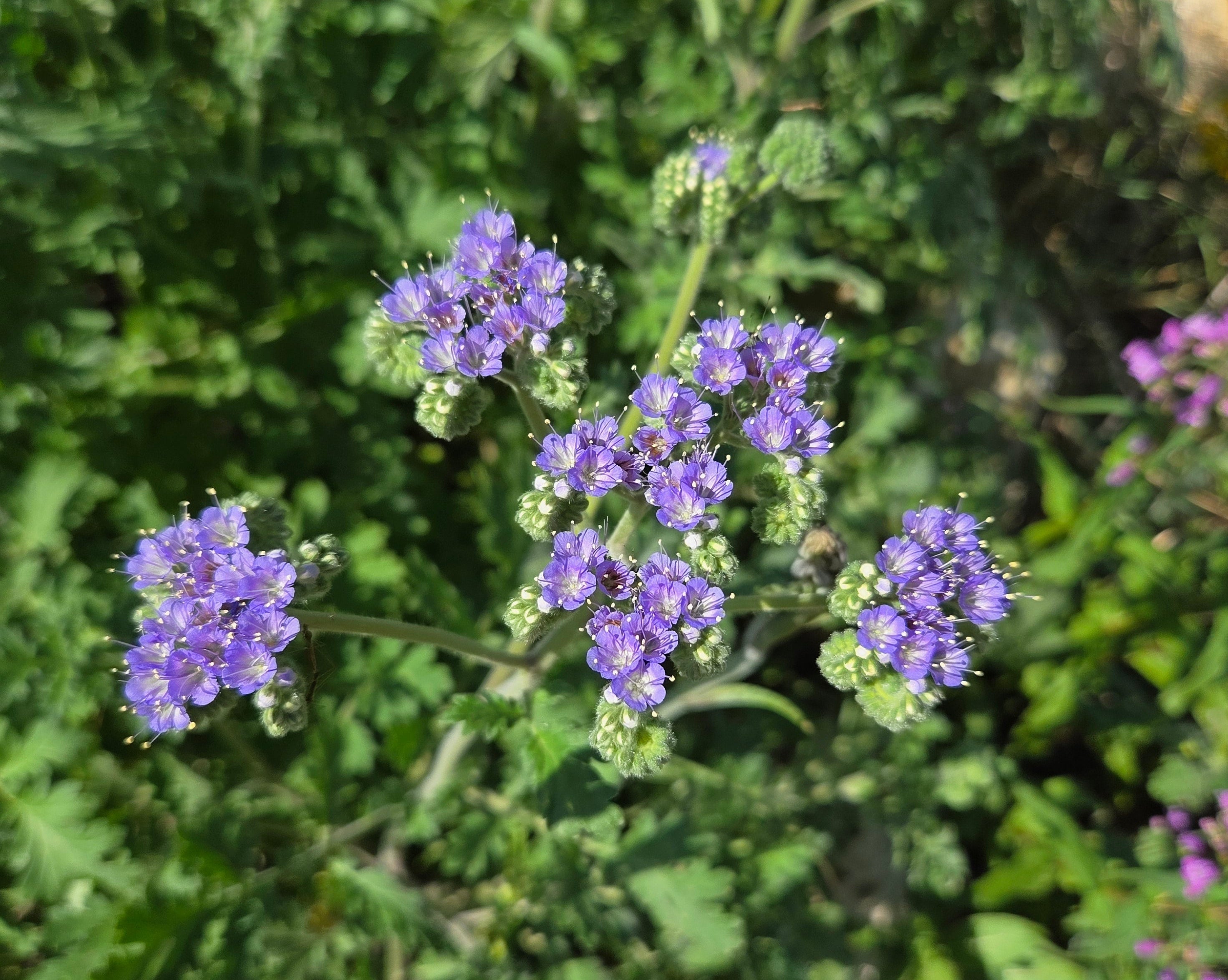 Phacelia congesta (Blue Curls)