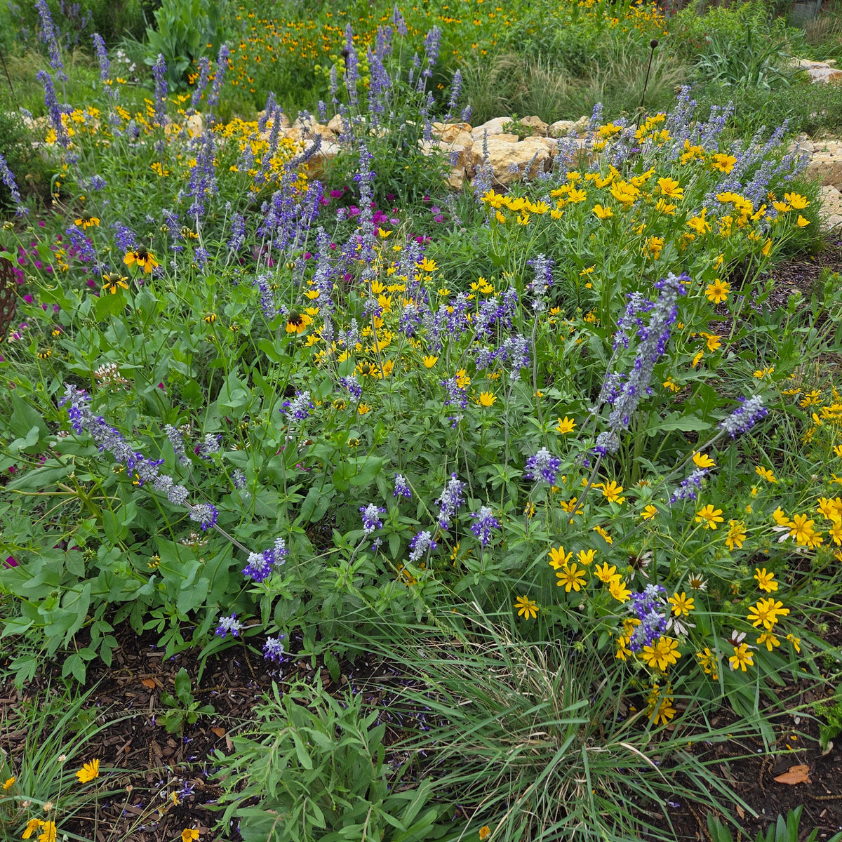 Salvia farinacea (Mealy Blue Sage)