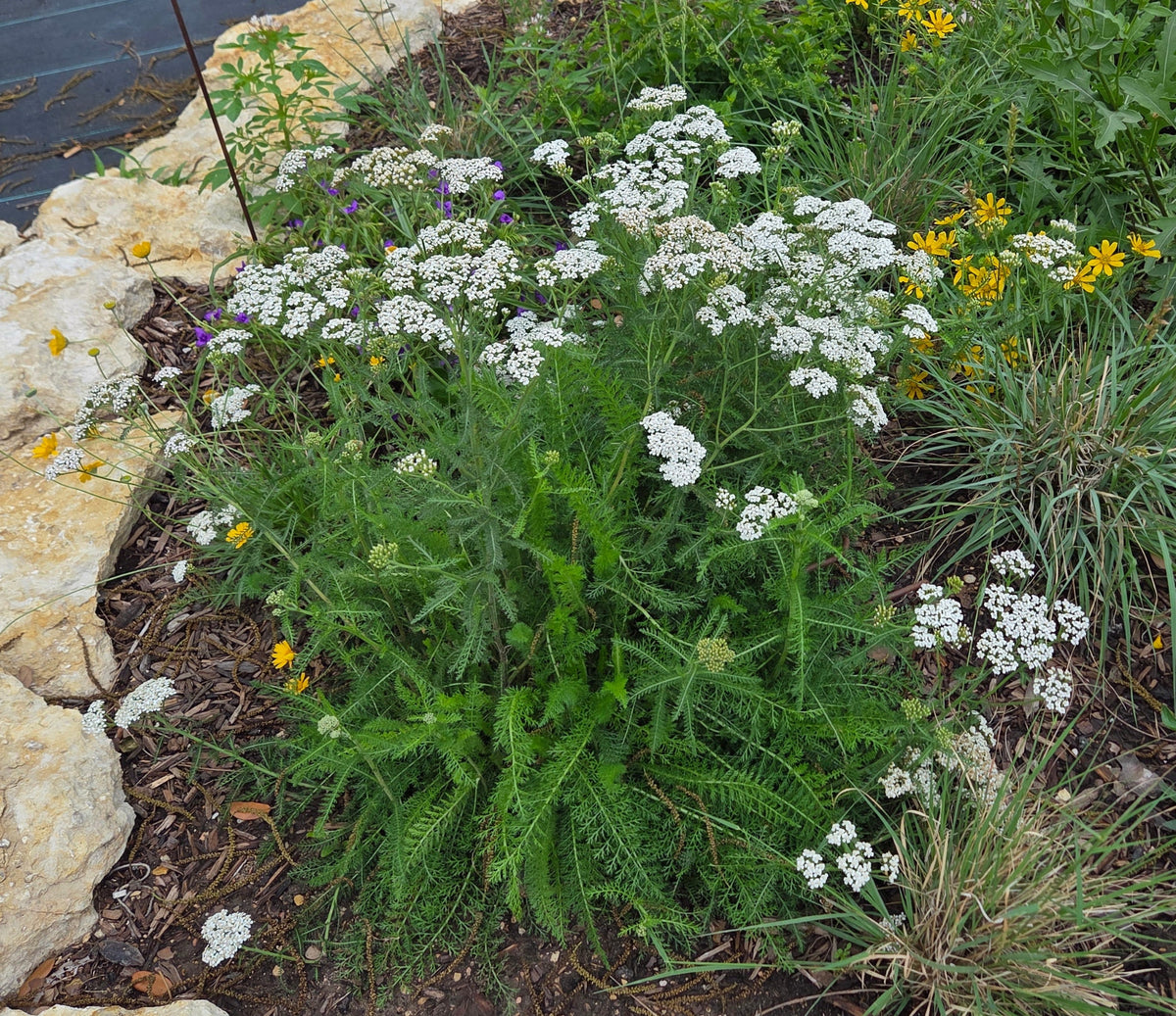 Achillea millefolium (Common Yarrow)