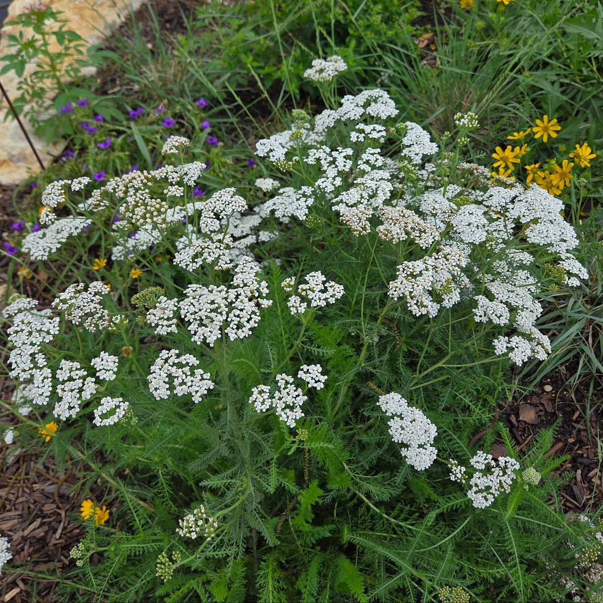 Achillea millefolium (Common Yarrow)