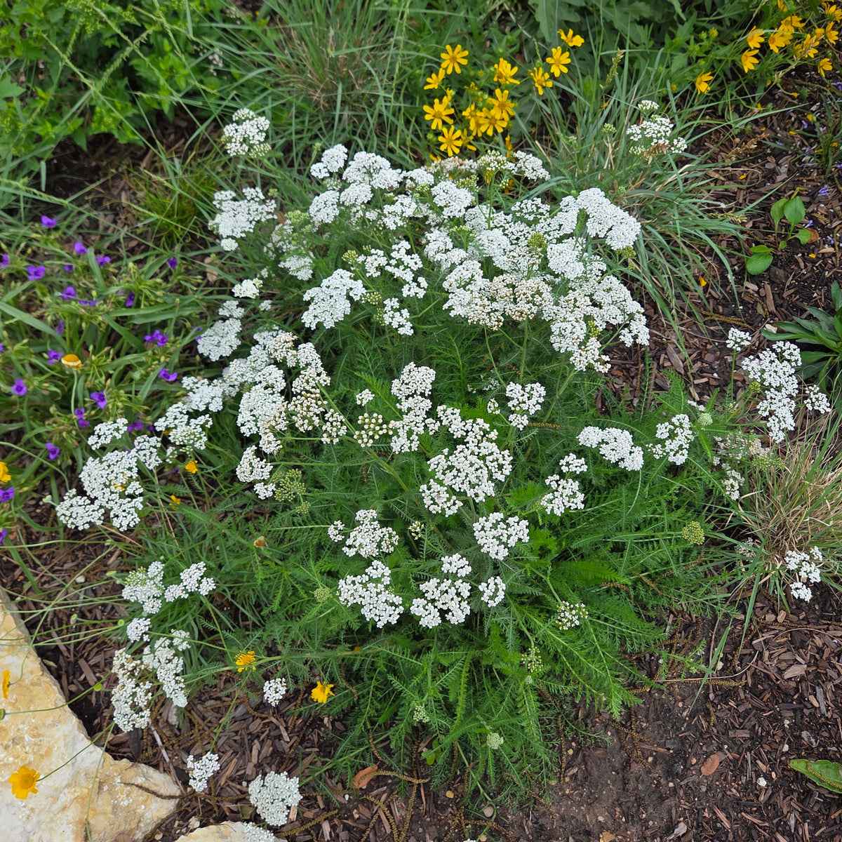 Achillea millefolium (Common Yarrow)