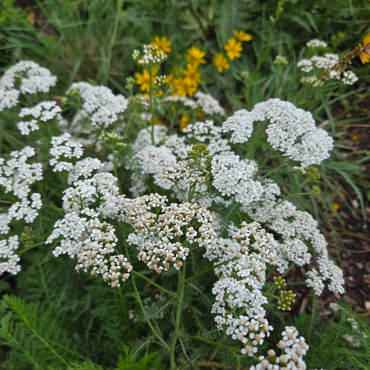 Achillea millefolium (Common Yarrow)