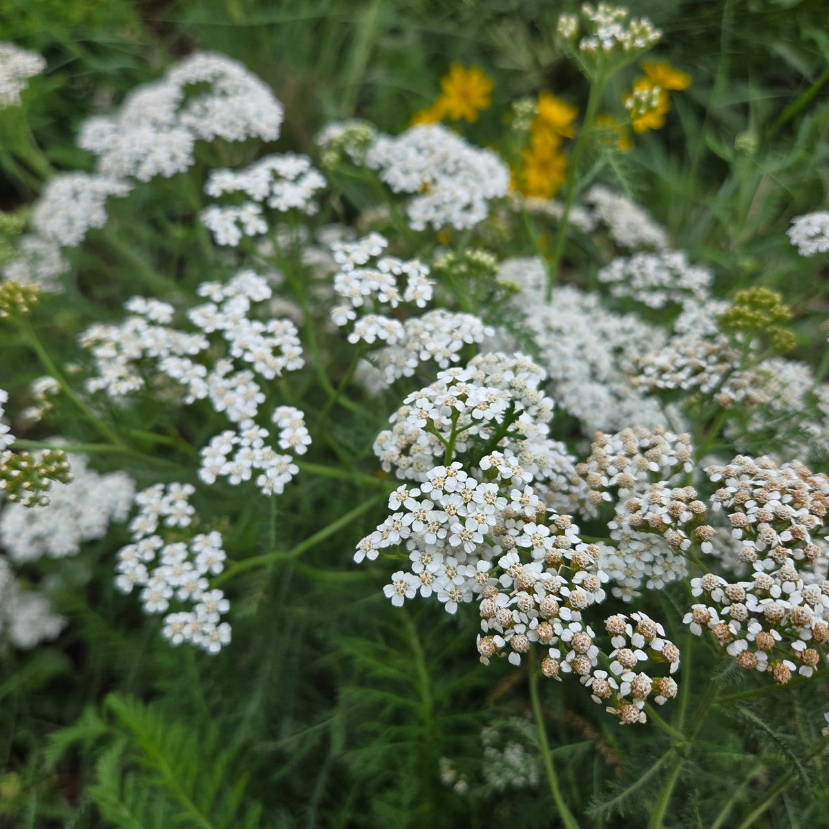 Achillea millefolium (Common Yarrow)