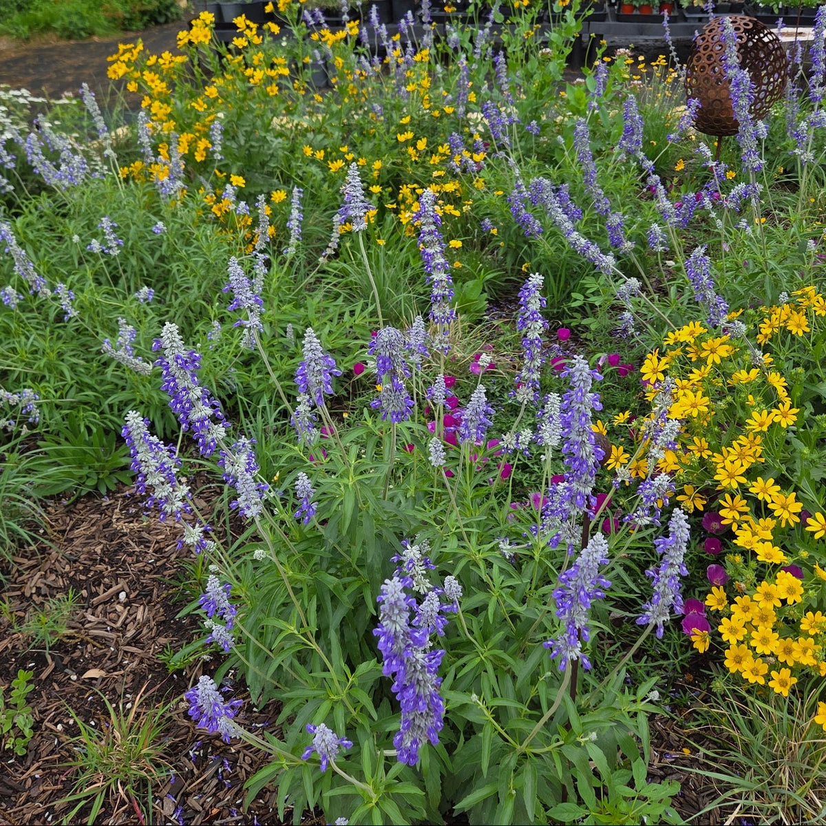 Salvia farinacea (Mealy Blue Sage)