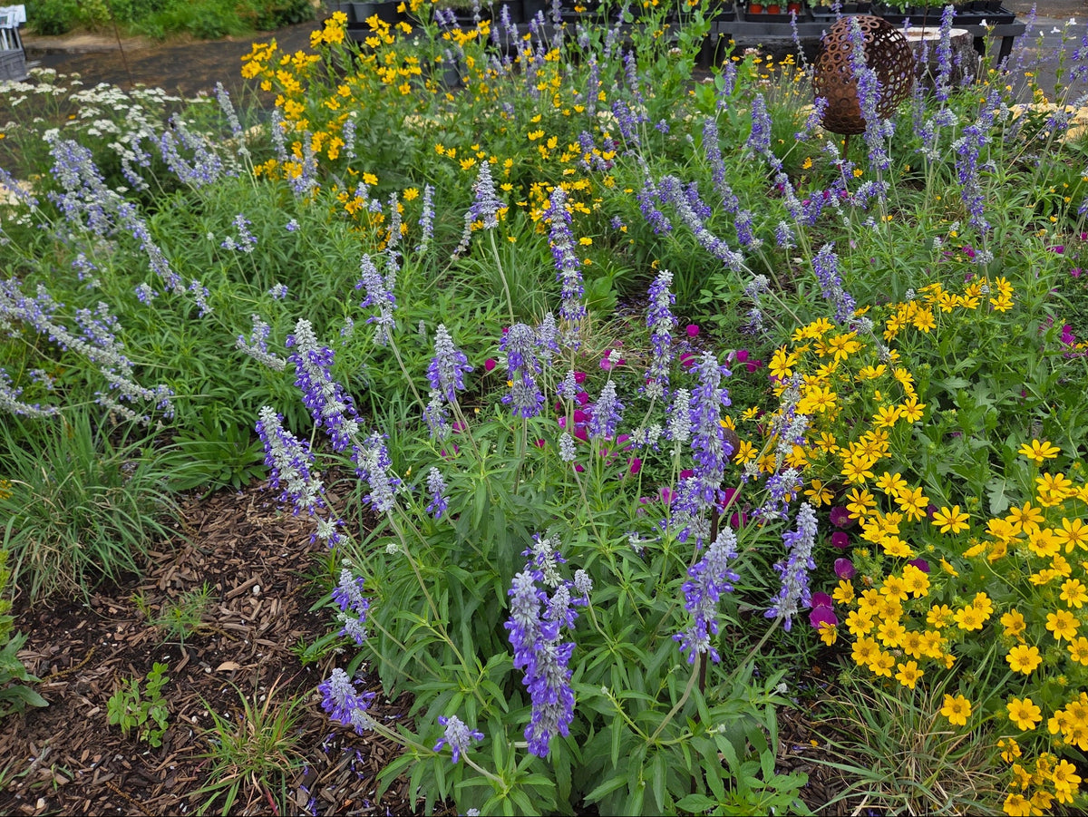 Salvia farinacea (Mealy Blue Sage)
