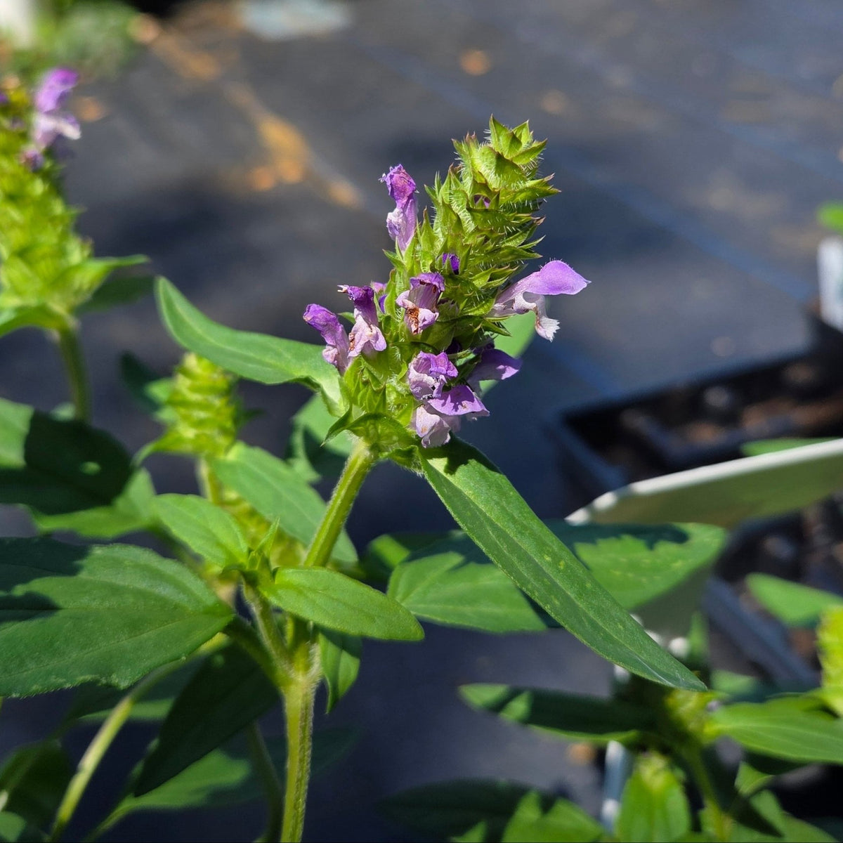 Prunella vulgaris Common Selfheal