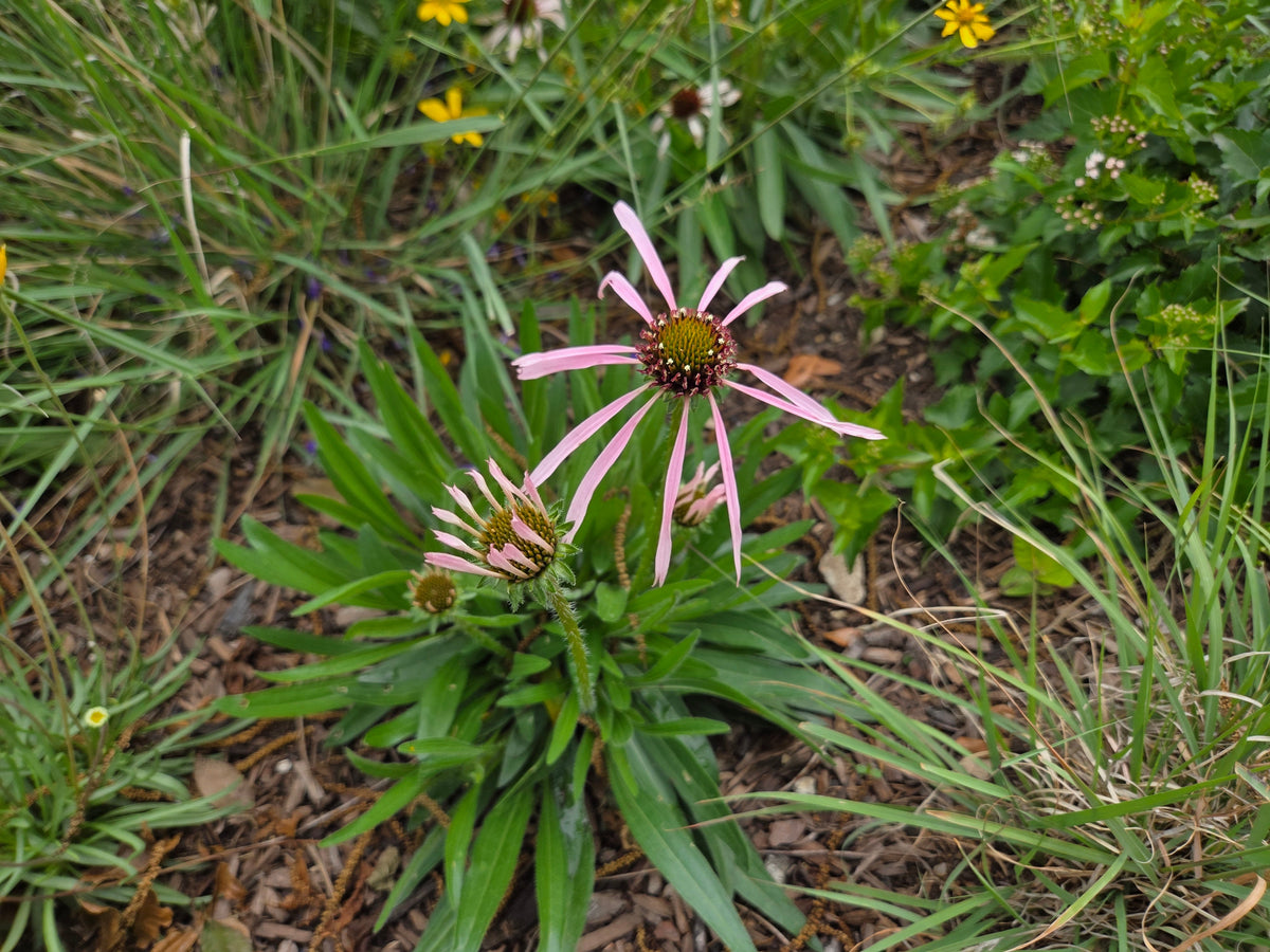 Echinacea pallida (Pale Coneflower)