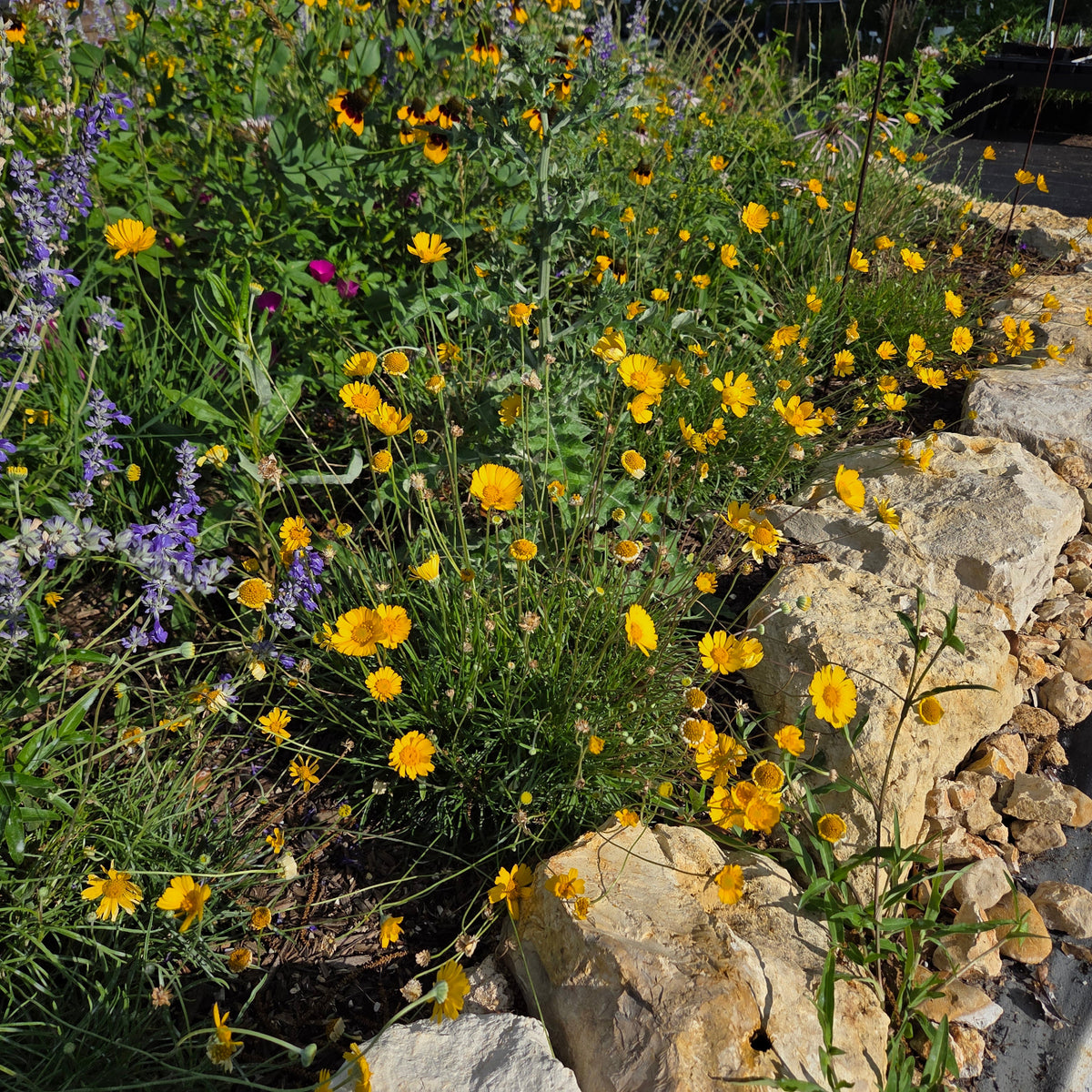 Four-nerve Daisy (Tetraneuris scaposa)