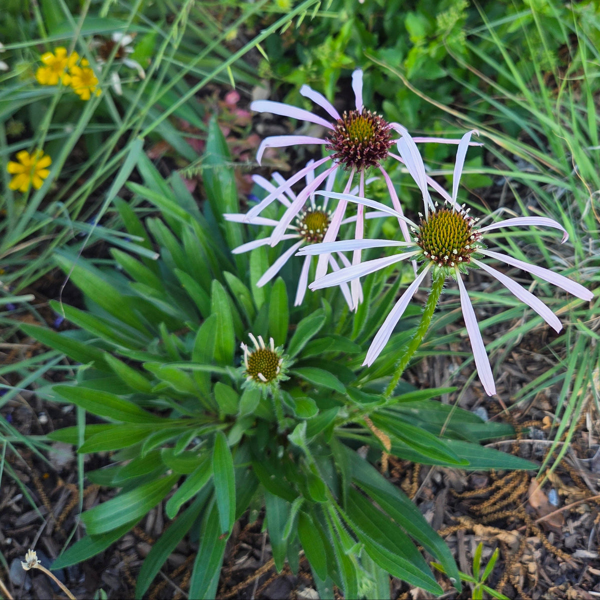 Echinacea pallida (Pale Coneflower)