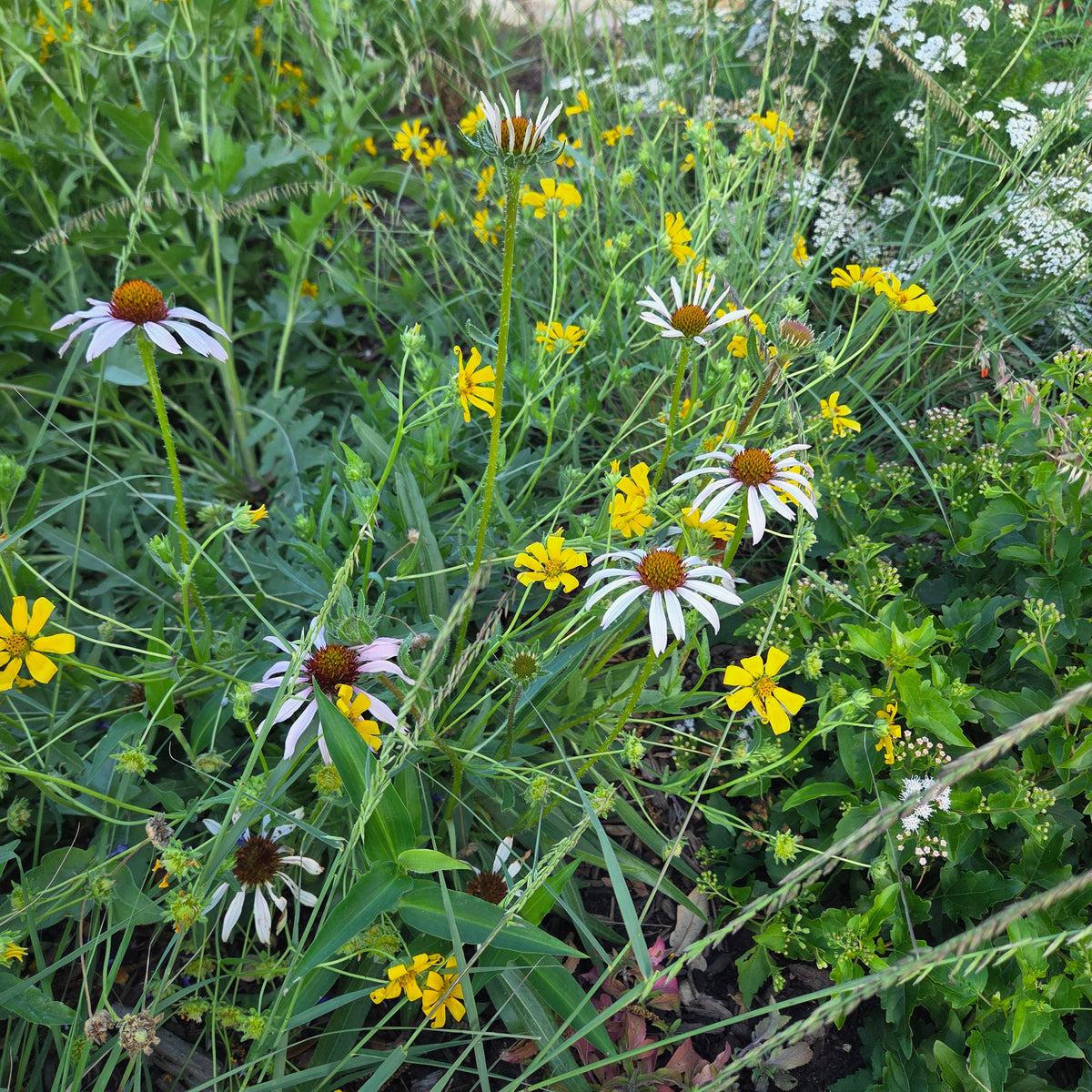 Echinacea angustifolia (Narrow-leaf Coneflower)