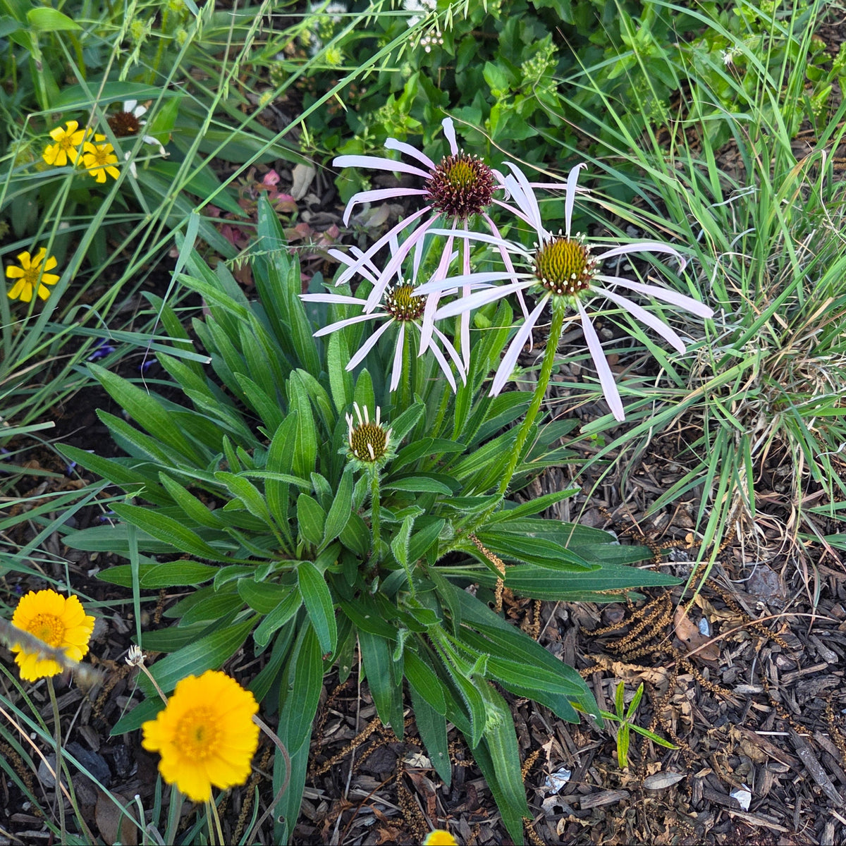 Echinacea pallida (Pale Coneflower)