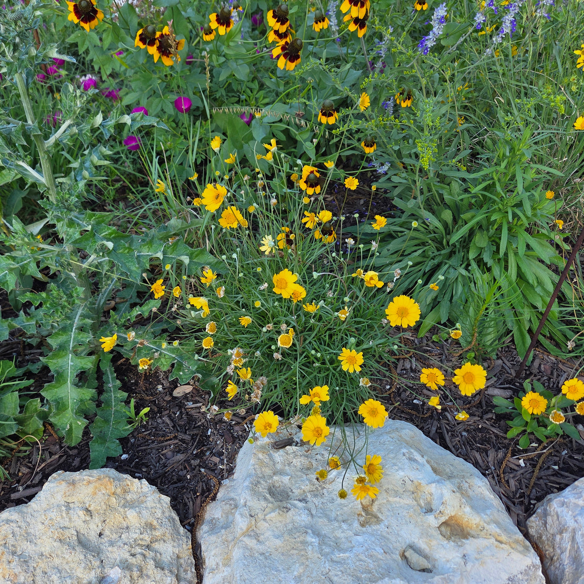 Four-nerve Daisy (Tetraneuris scaposa)