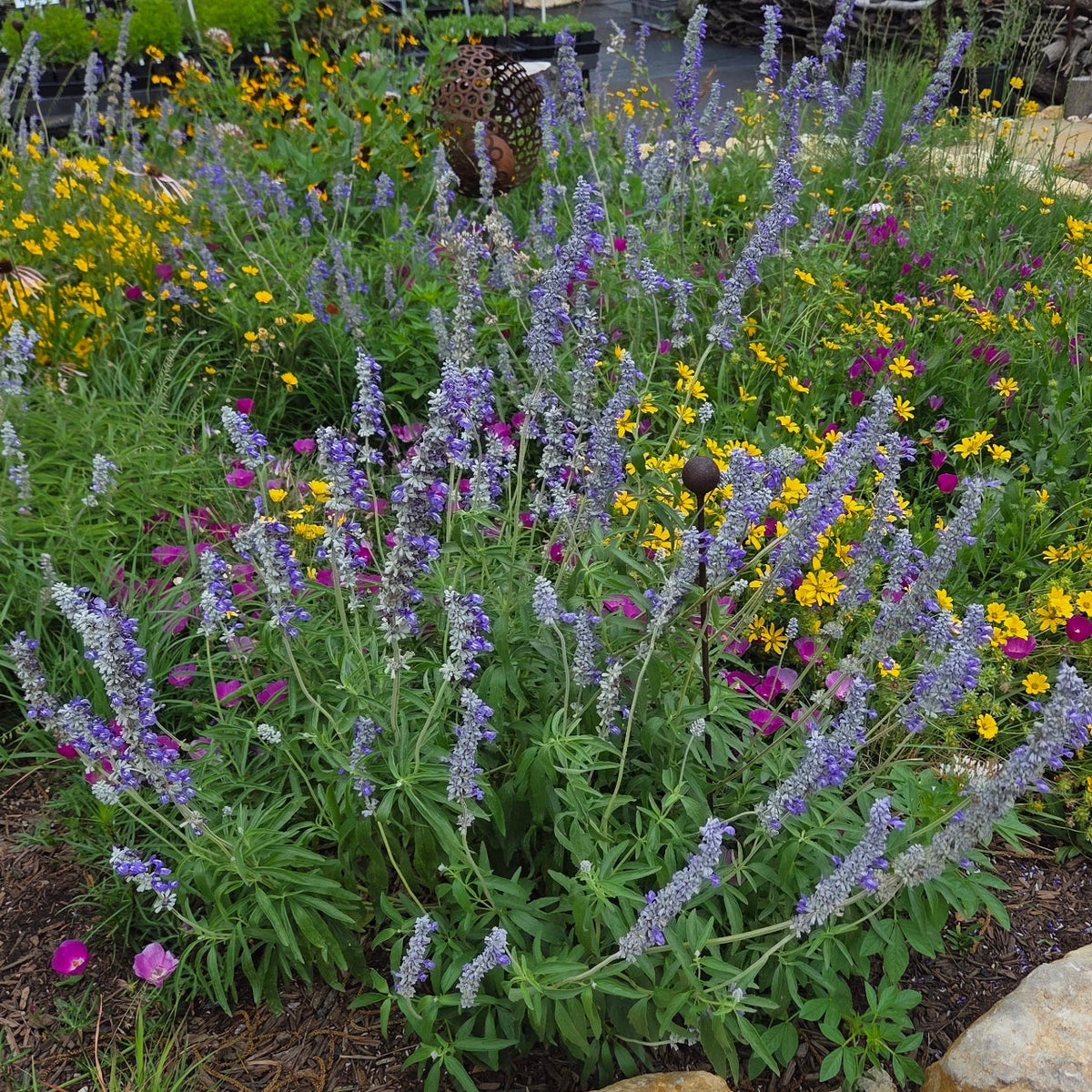 Salvia farinacea (Mealy Blue Sage)