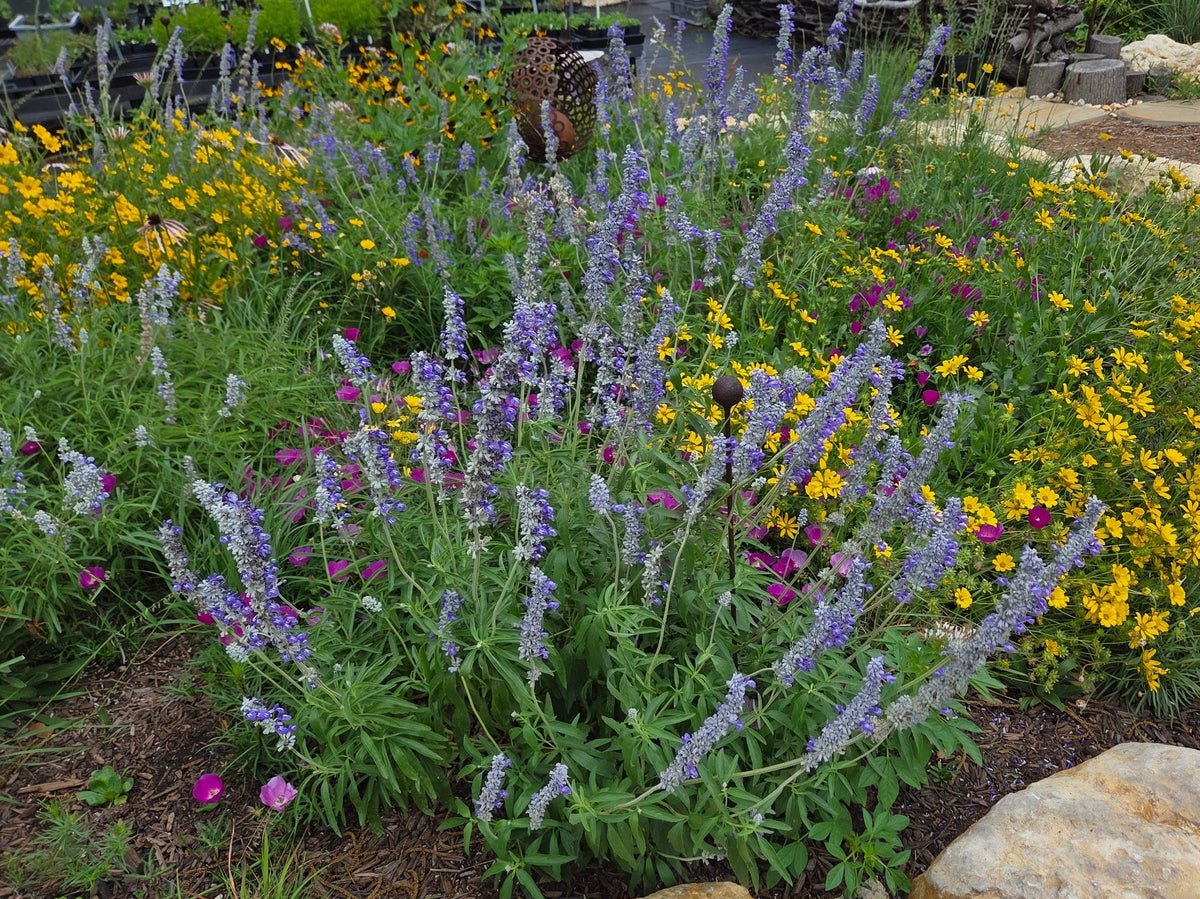 Salvia farinacea (Mealy Blue Sage)