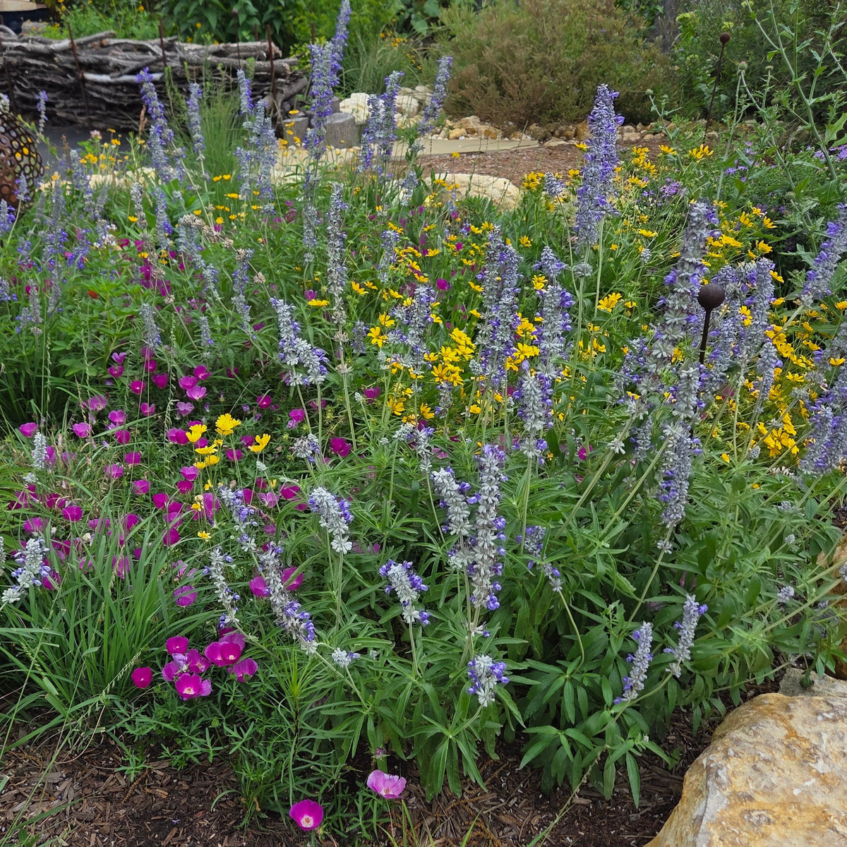 Salvia farinacea (Mealy Blue Sage)