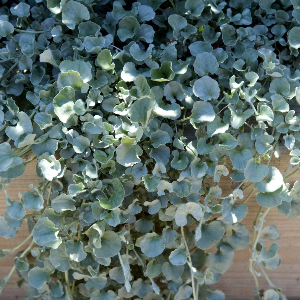 Dichondra argentea Silver Ponyfoot