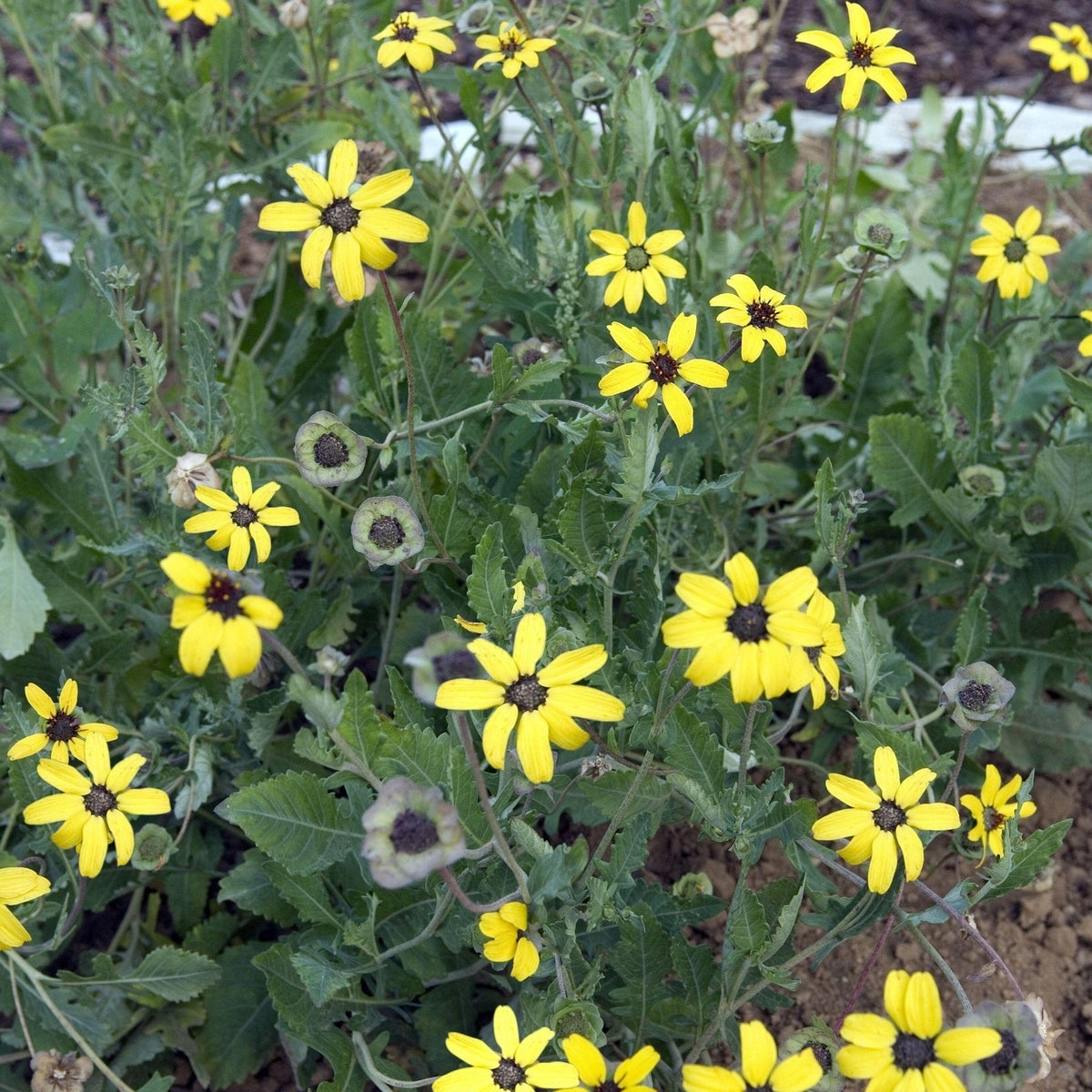 Berlandiera lyrata (Chocolate Daisy)