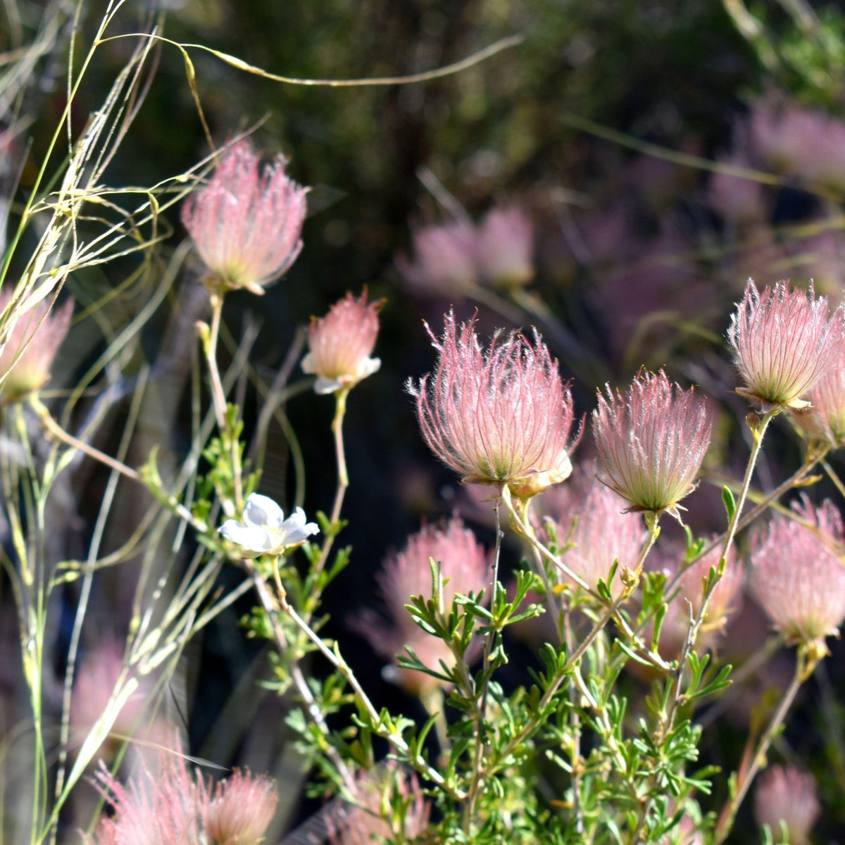 Fallugia paradoxa (Apache Plume)